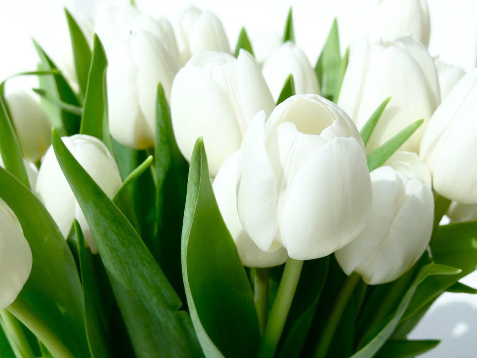 White Tulips Wallpapers