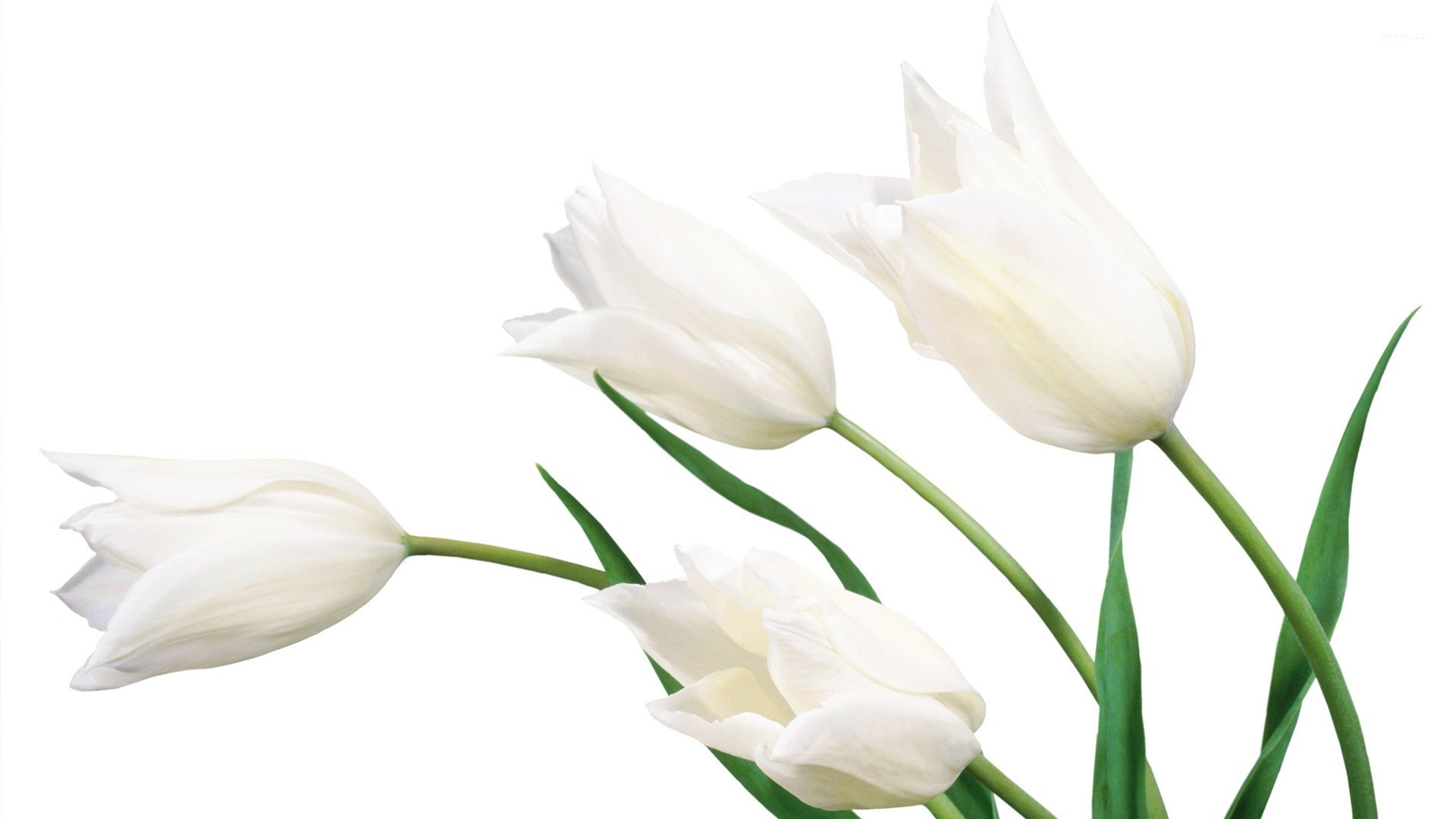 White Tulips Wallpapers