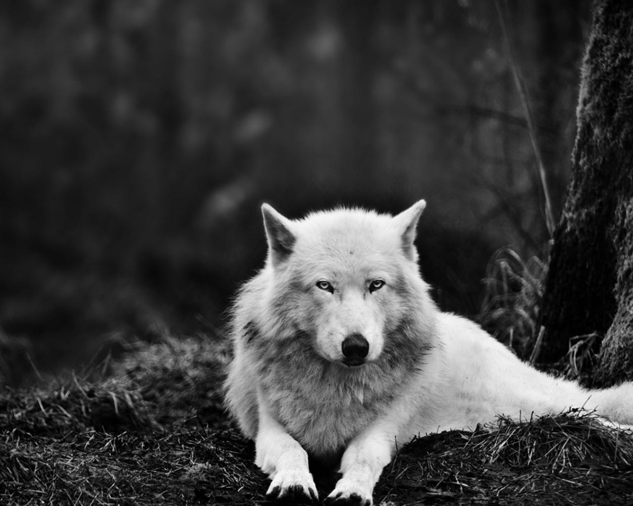 White Wolf Wallpapers