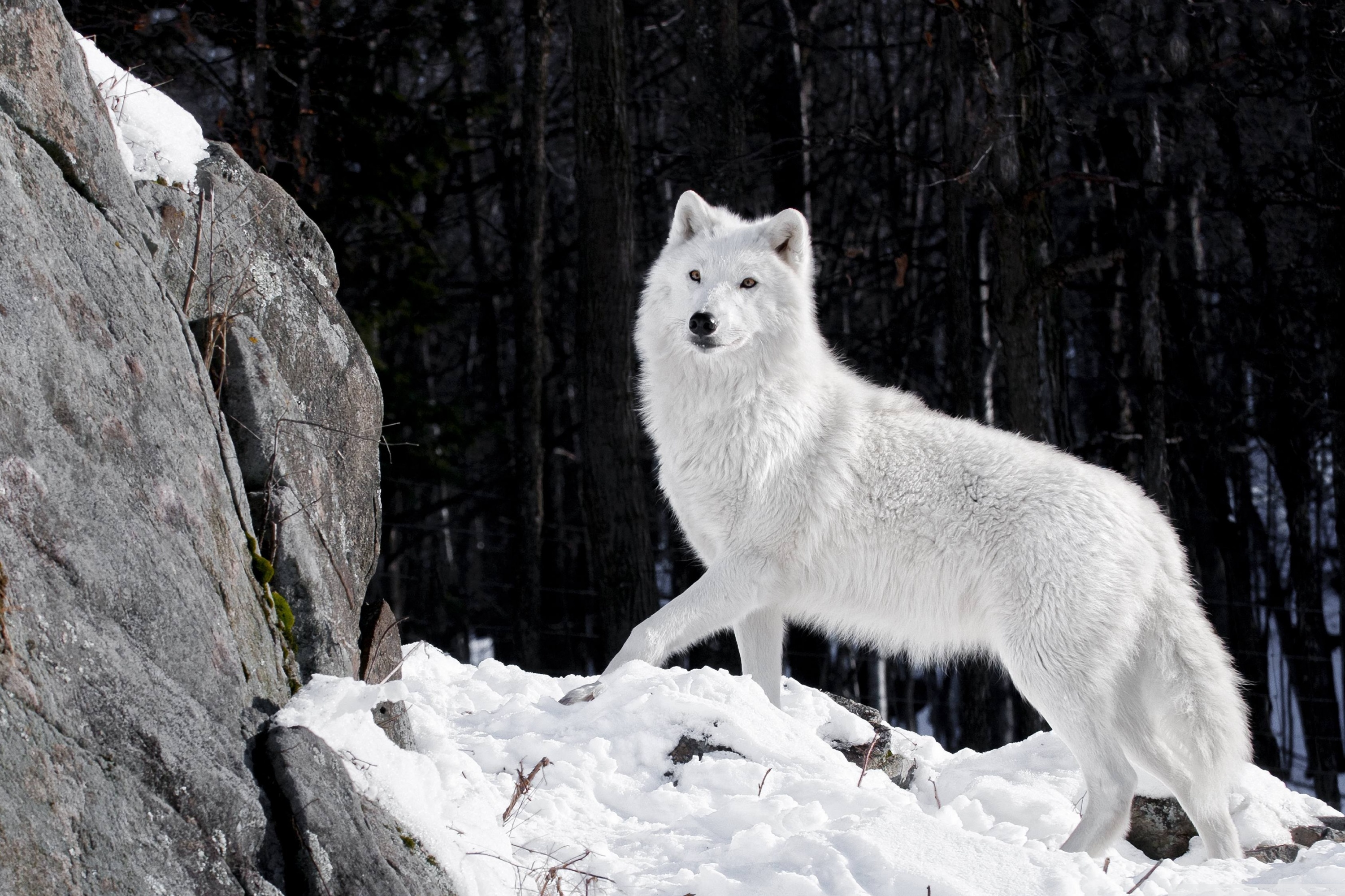 White Wolf Wallpapers