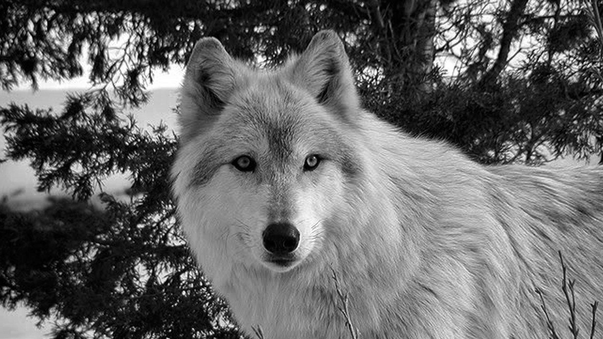 White Wolf Wallpapers