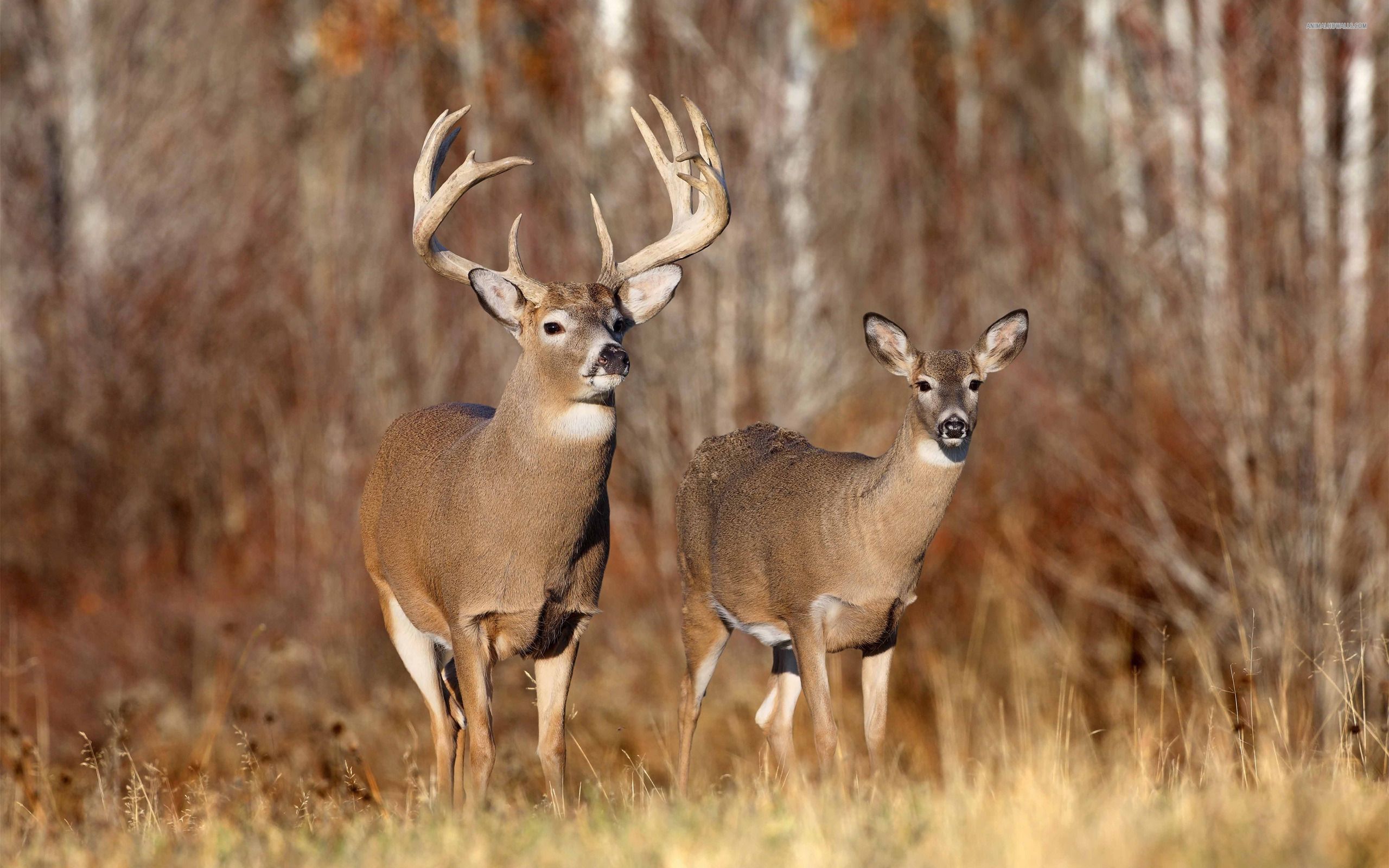 Whitetail Deer Wall Paper Wallpapers