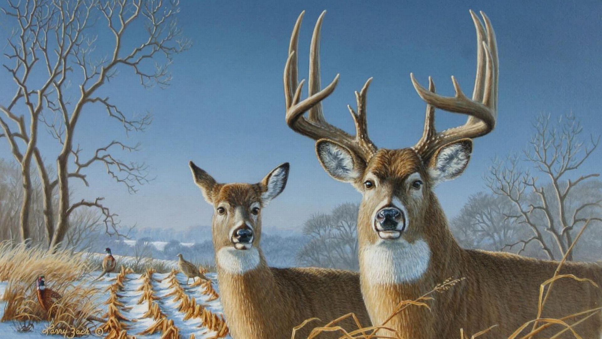 Whitetail Deer Wall Paper Wallpapers