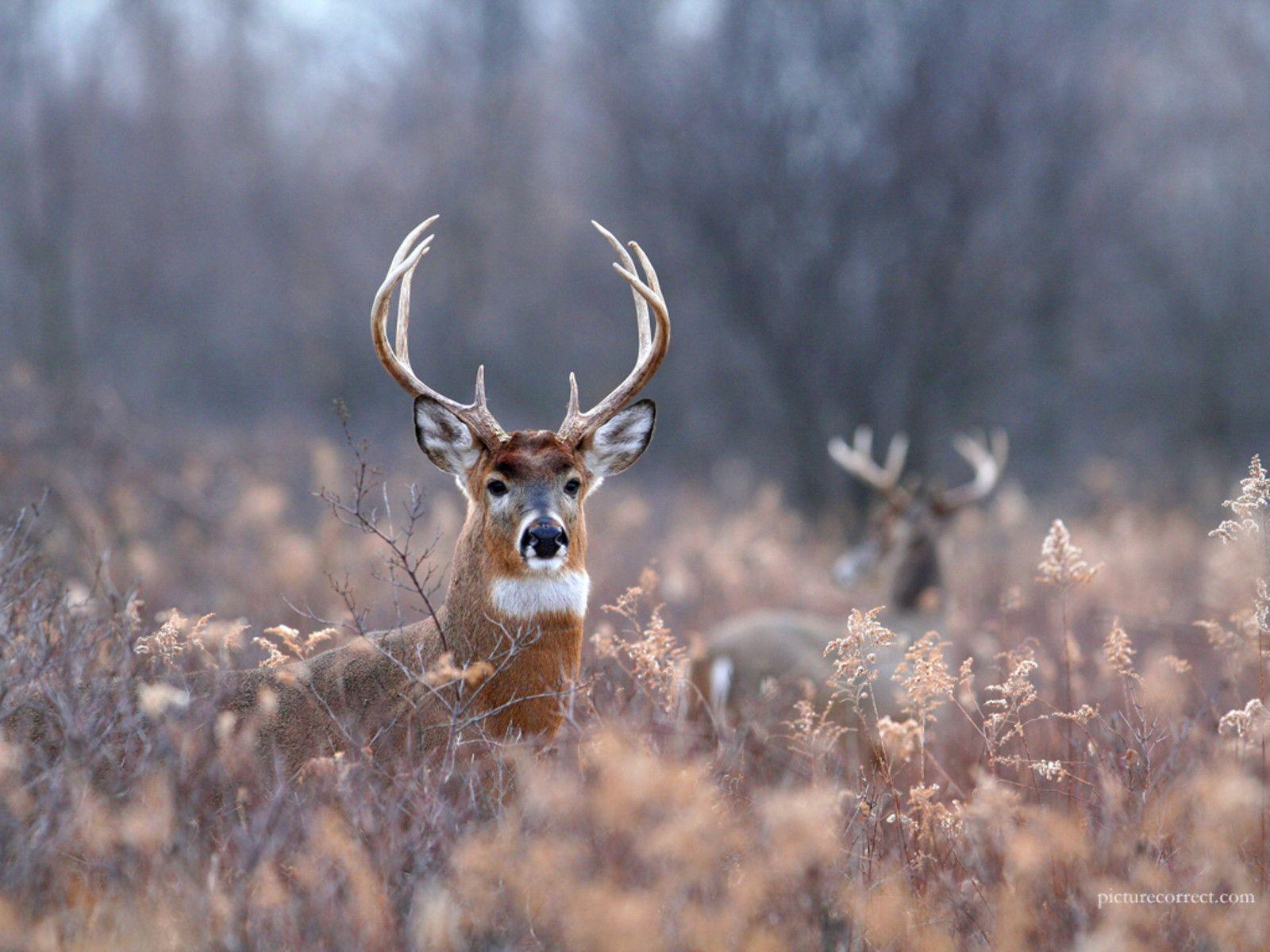 Whitetail Deer Wall Paper Wallpapers