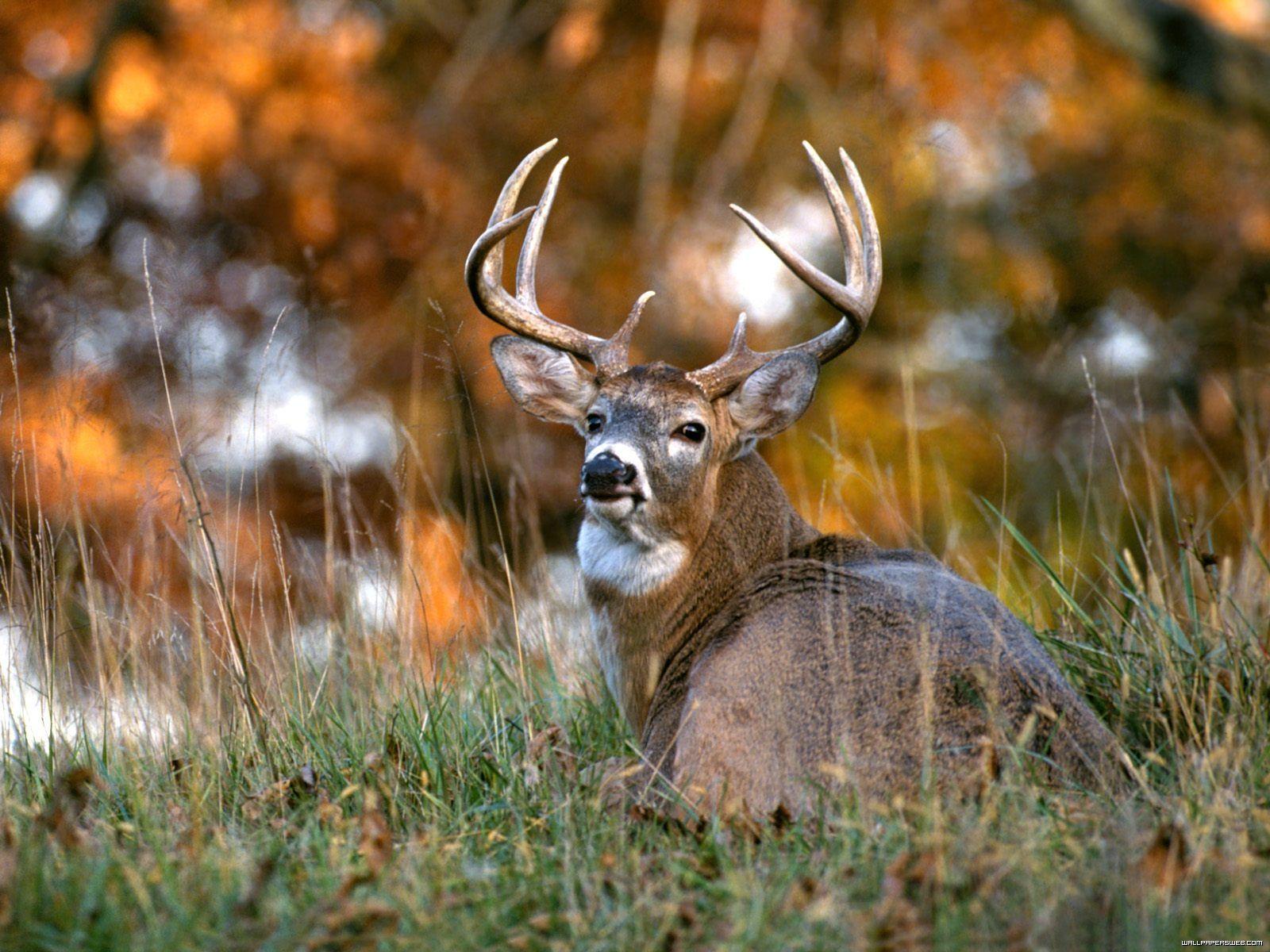 Whitetail Deer Wall Paper Wallpapers