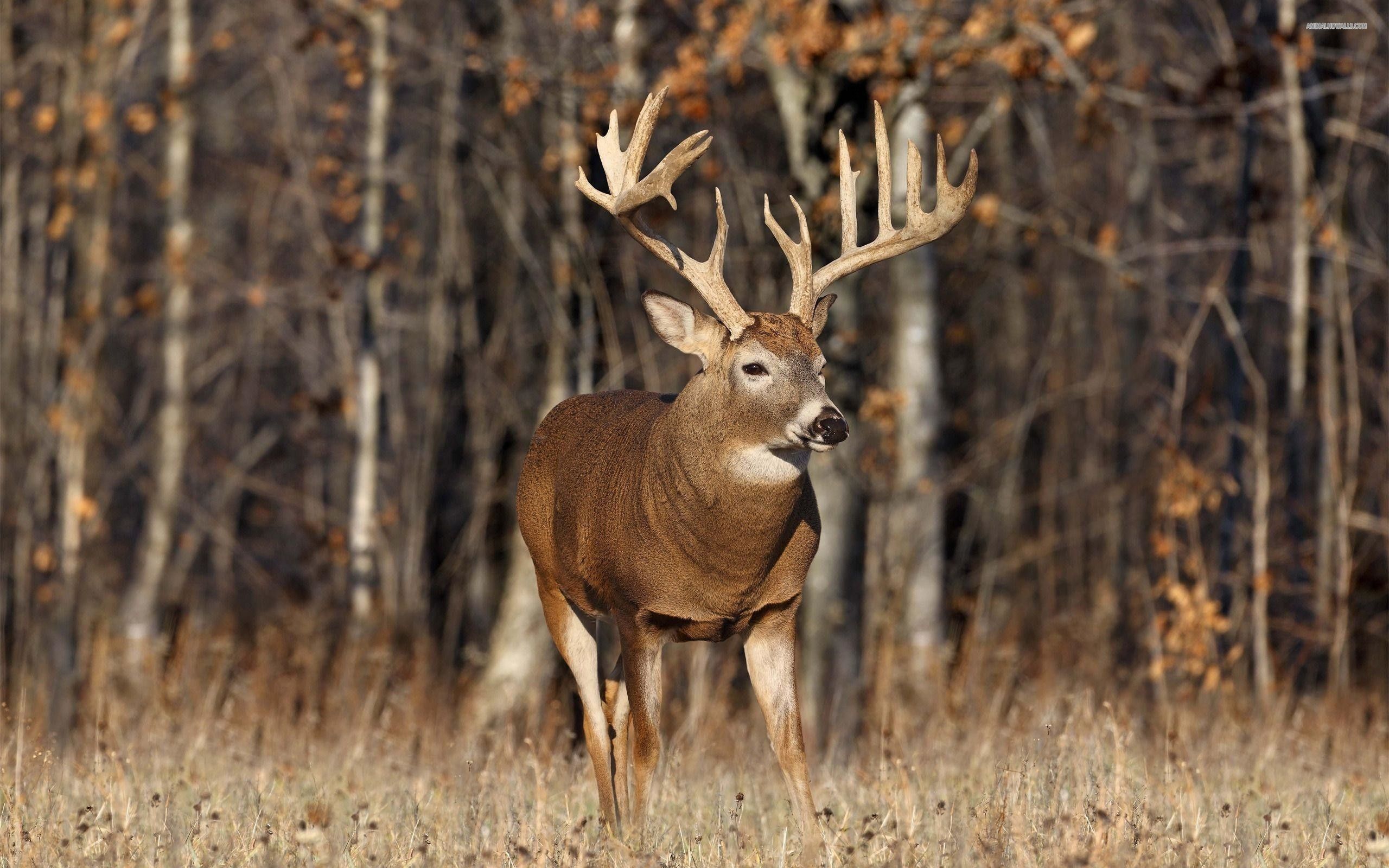 Whitetail Deer Wall Paper Wallpapers