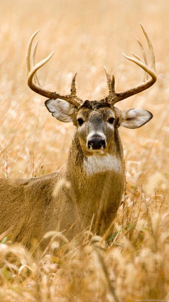 Whitetail Deer Wall Paper Wallpapers
