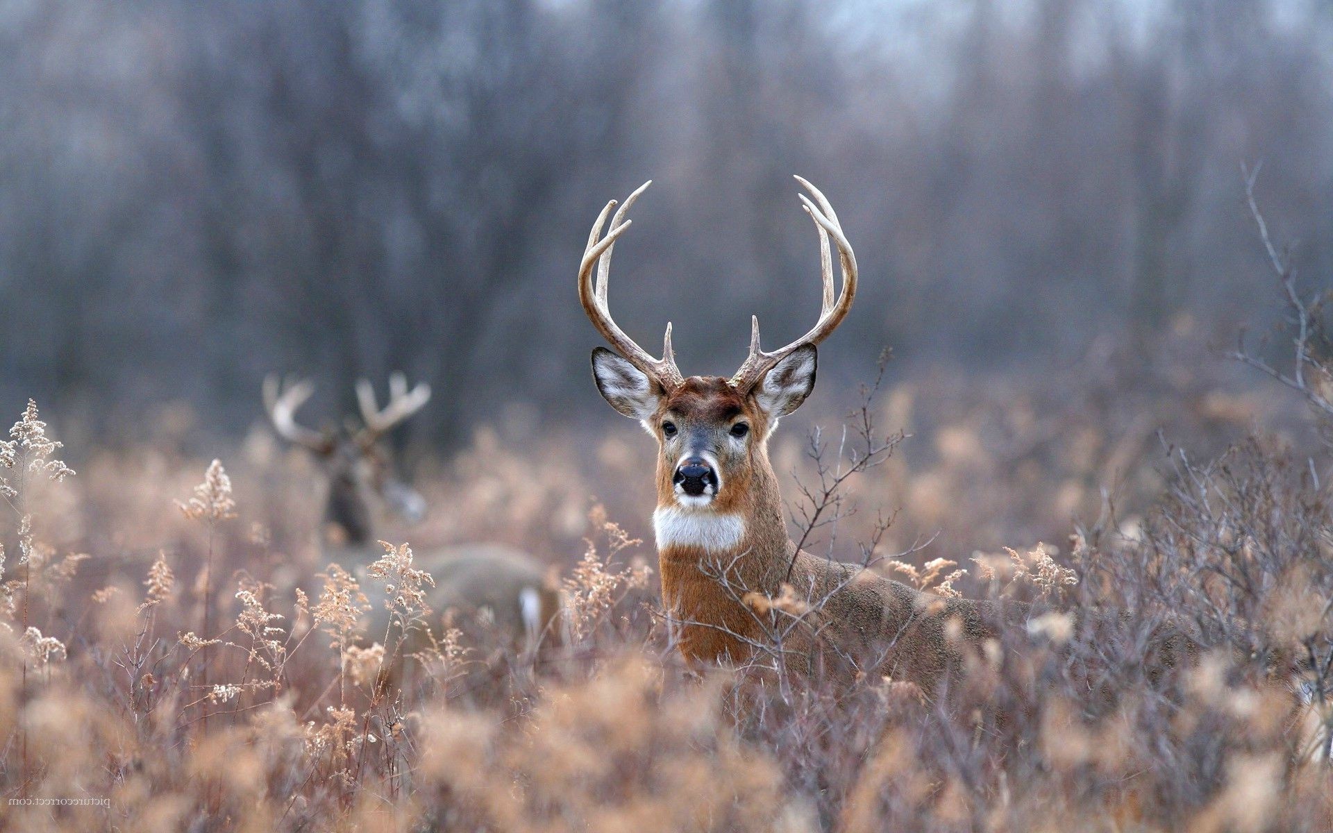 Whitetail Deer Wall Paper Wallpapers