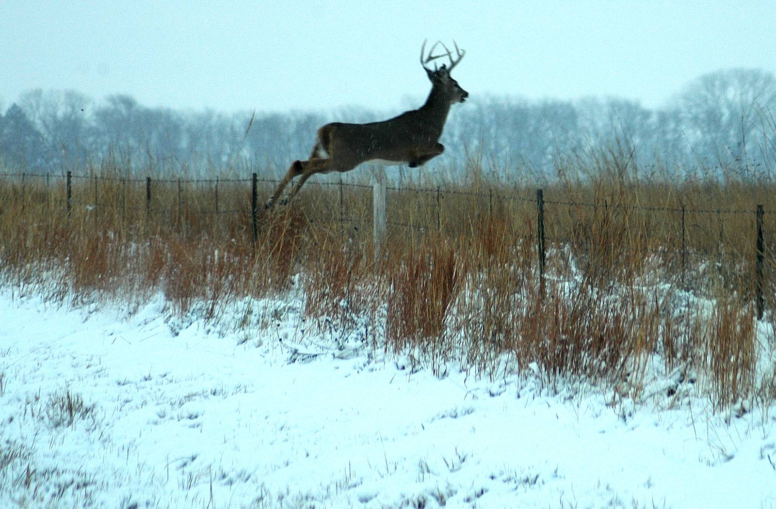 Whitetail Deer Wall Paper Wallpapers