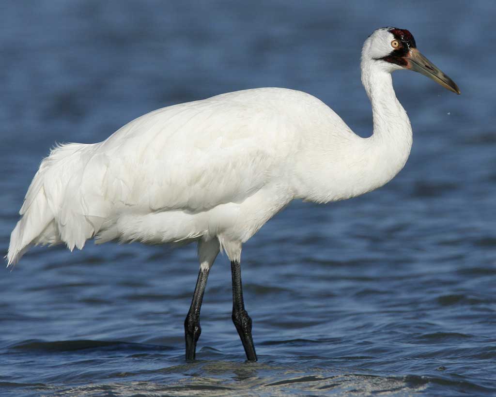 Whooping Crane Pictures Wallpapers