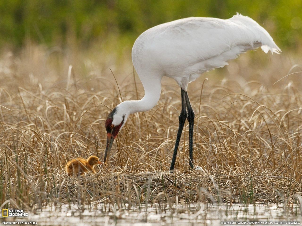 Whooping Crane Pictures Wallpapers