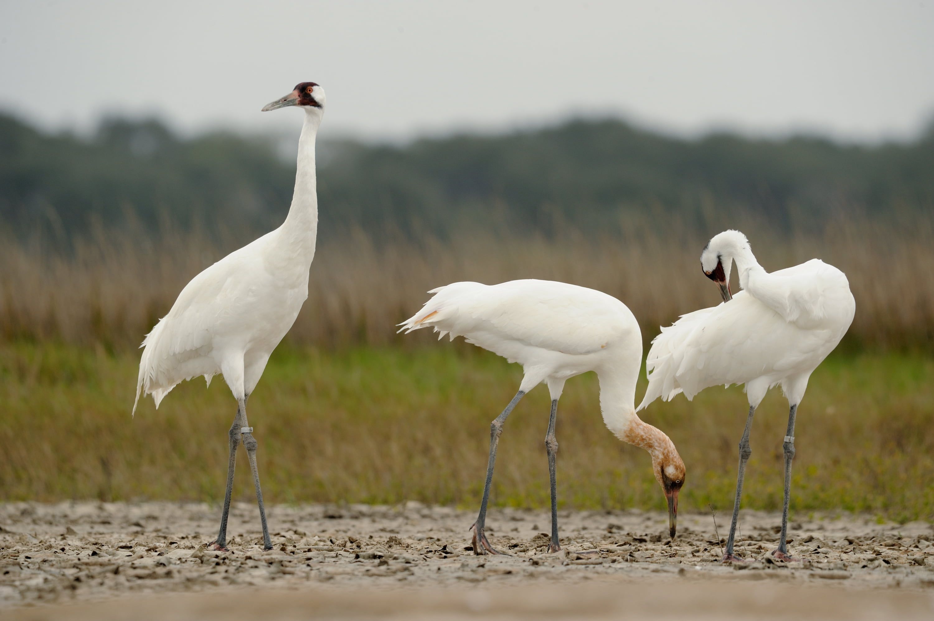 Whooping Crane Pictures Wallpapers