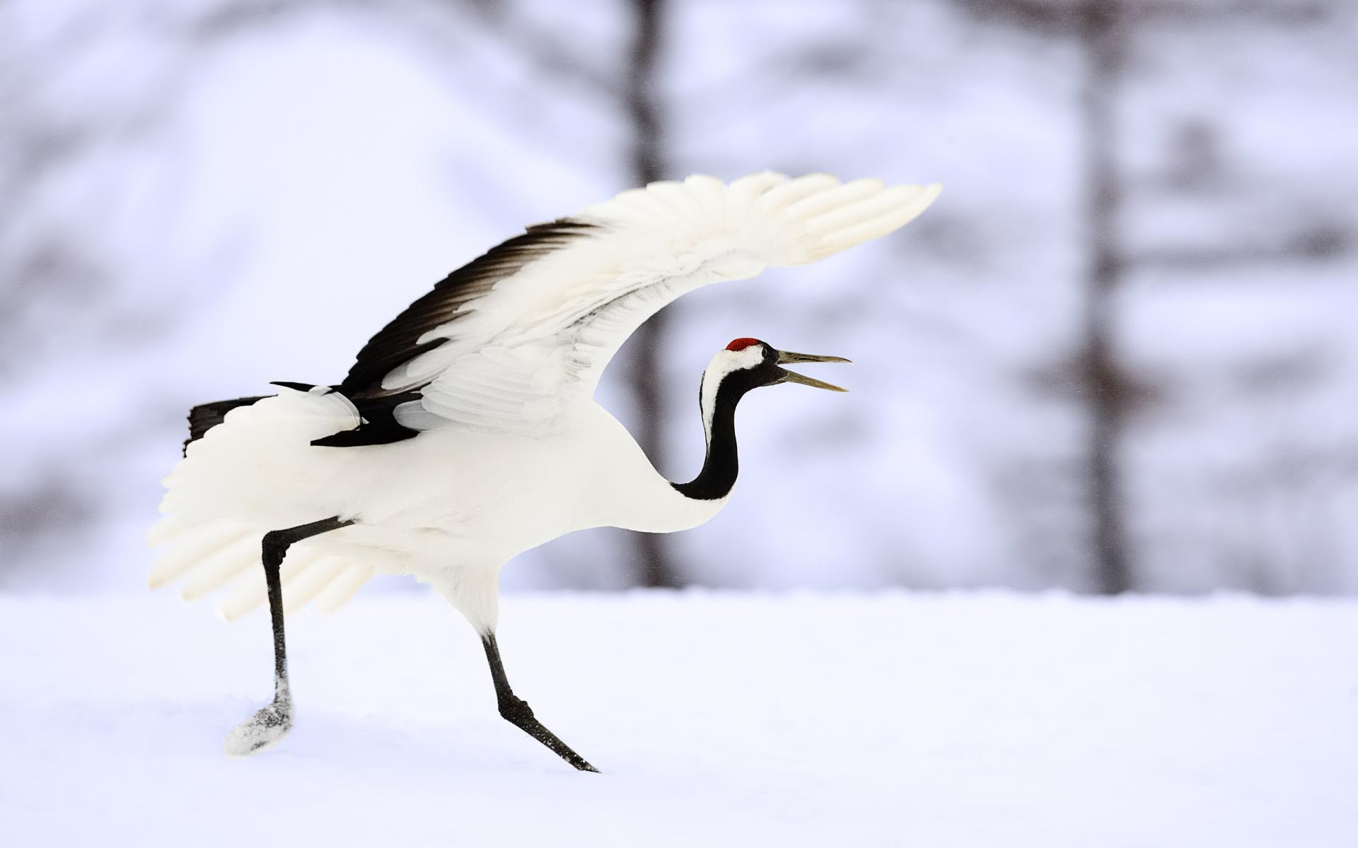 Whooping Crane Pictures Wallpapers