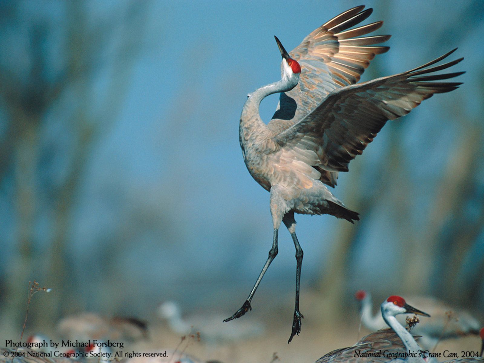 Whooping Crane Pictures Wallpapers