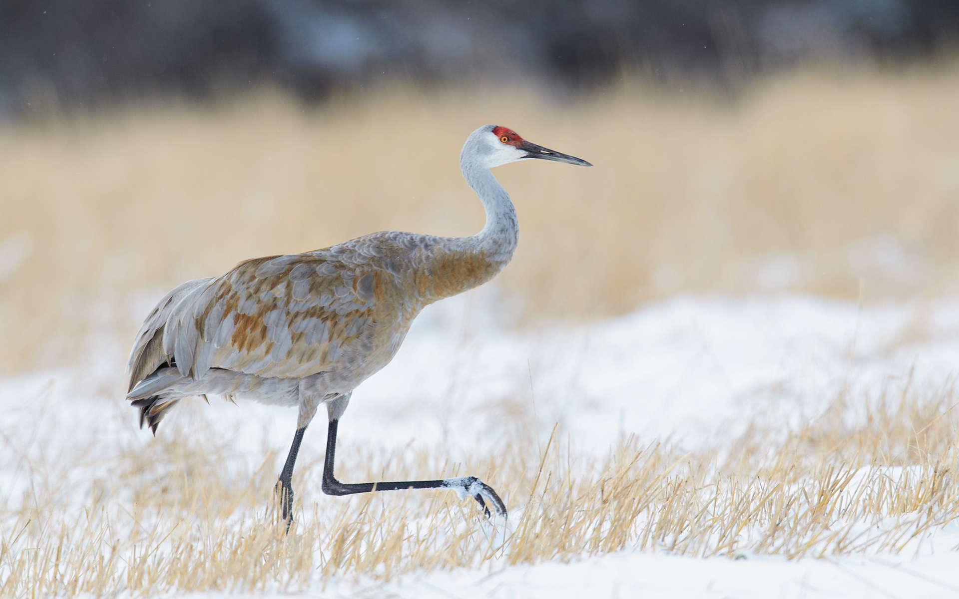 Whooping Crane Pictures Wallpapers