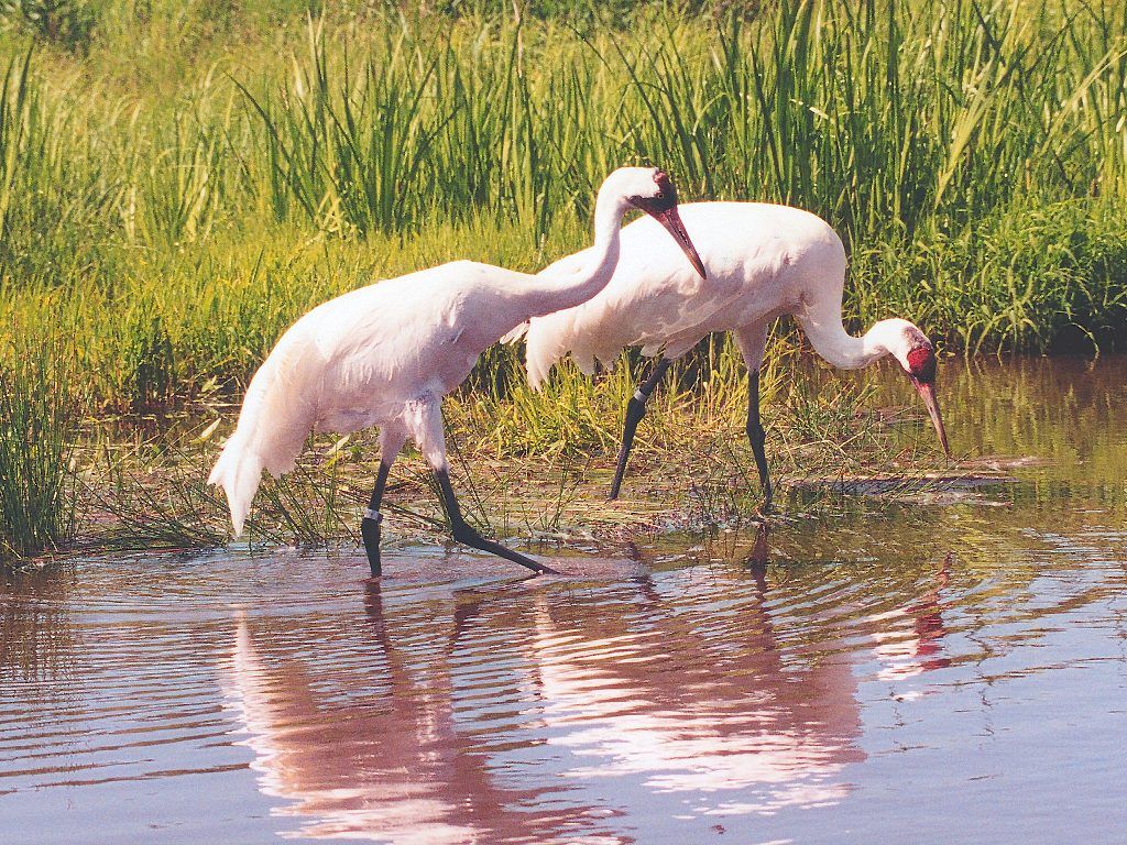 Whooping Crane Pictures Wallpapers