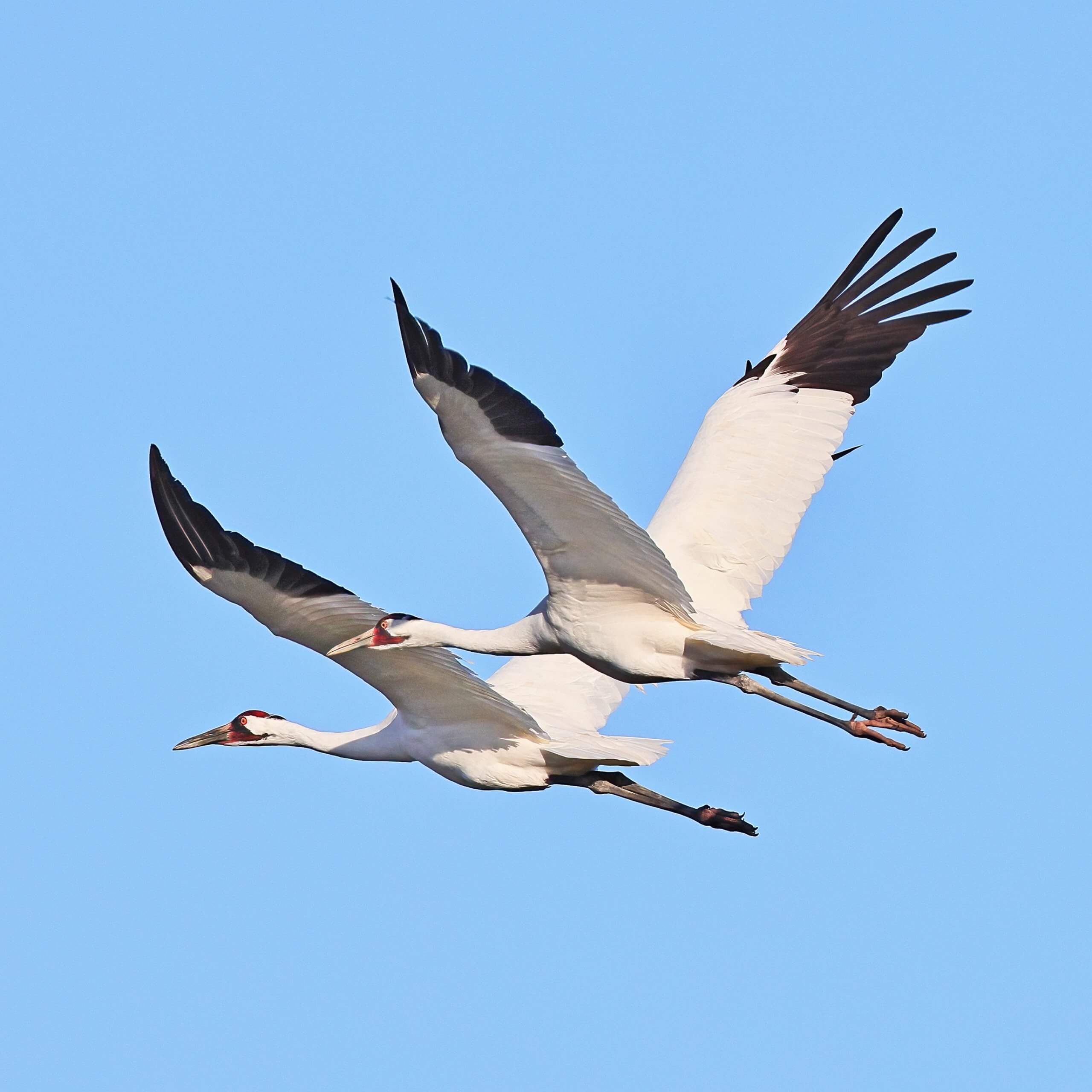 Whooping Crane Pictures Wallpapers