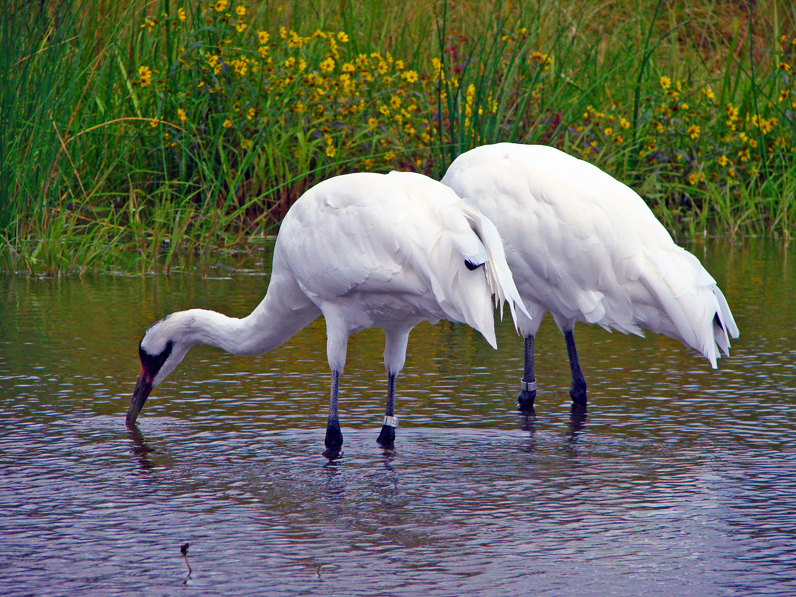 Whooping Crane Pictures Wallpapers