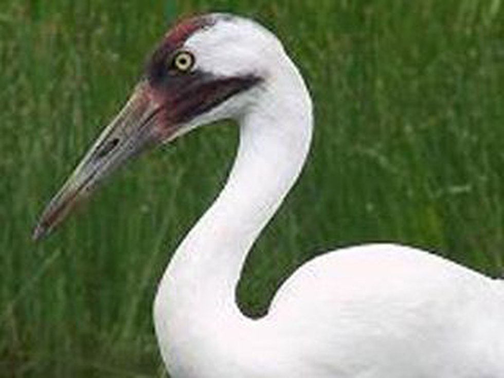 Whooping Crane Pictures Wallpapers