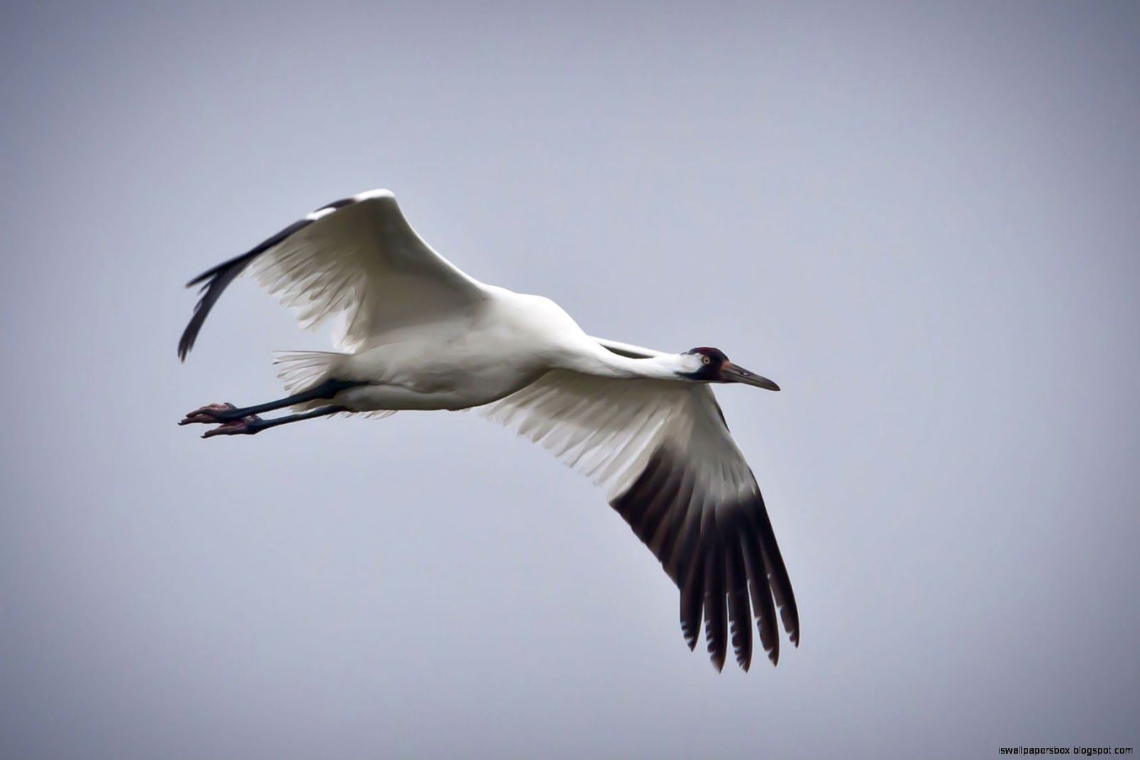 Whooping Crane Pictures Wallpapers