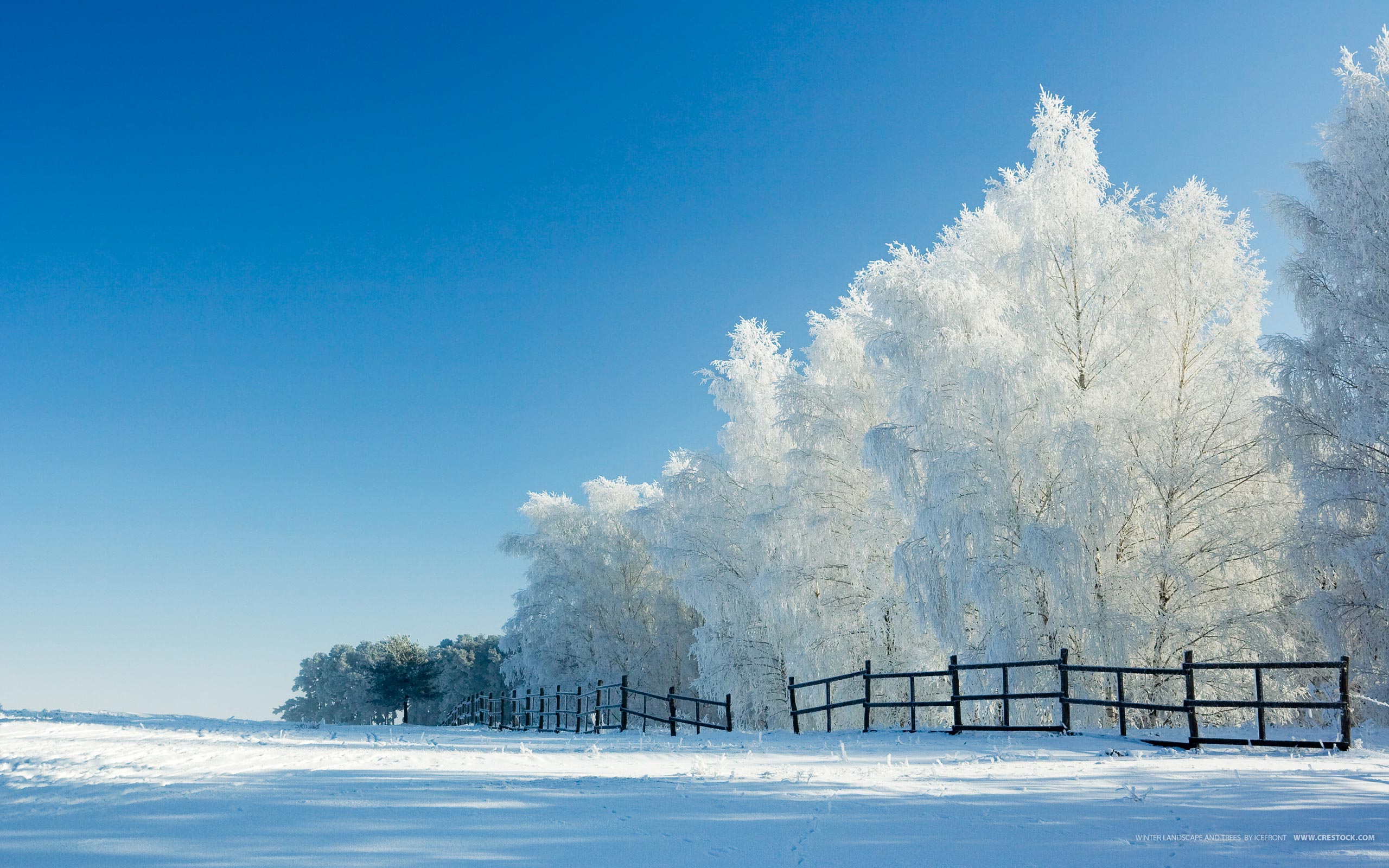 Widescreen Winter Night Wallpapers