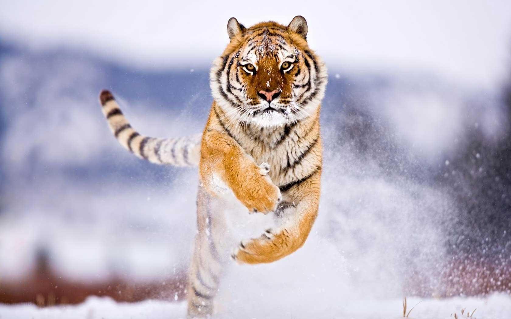 Wild Animal Wall Paper Wallpapers