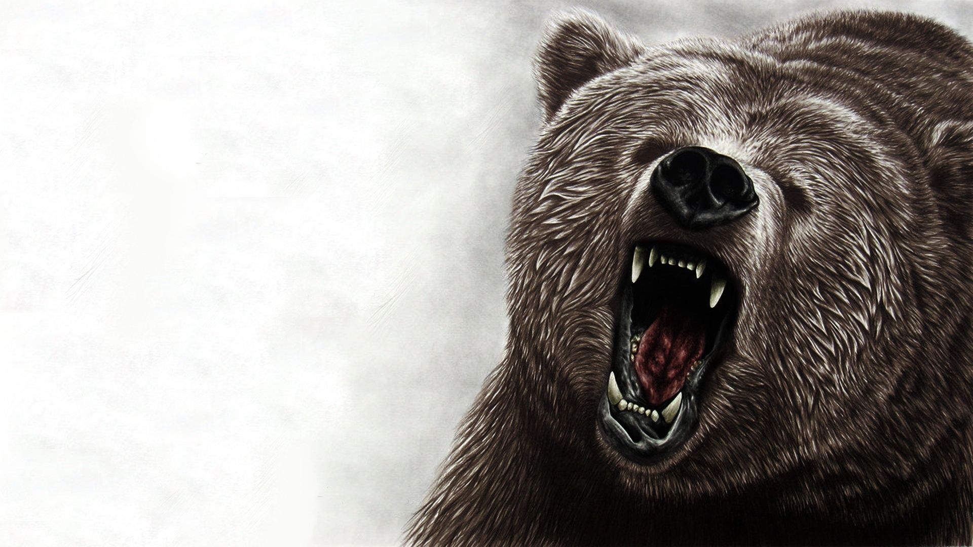 Wild Bear Wallpapers