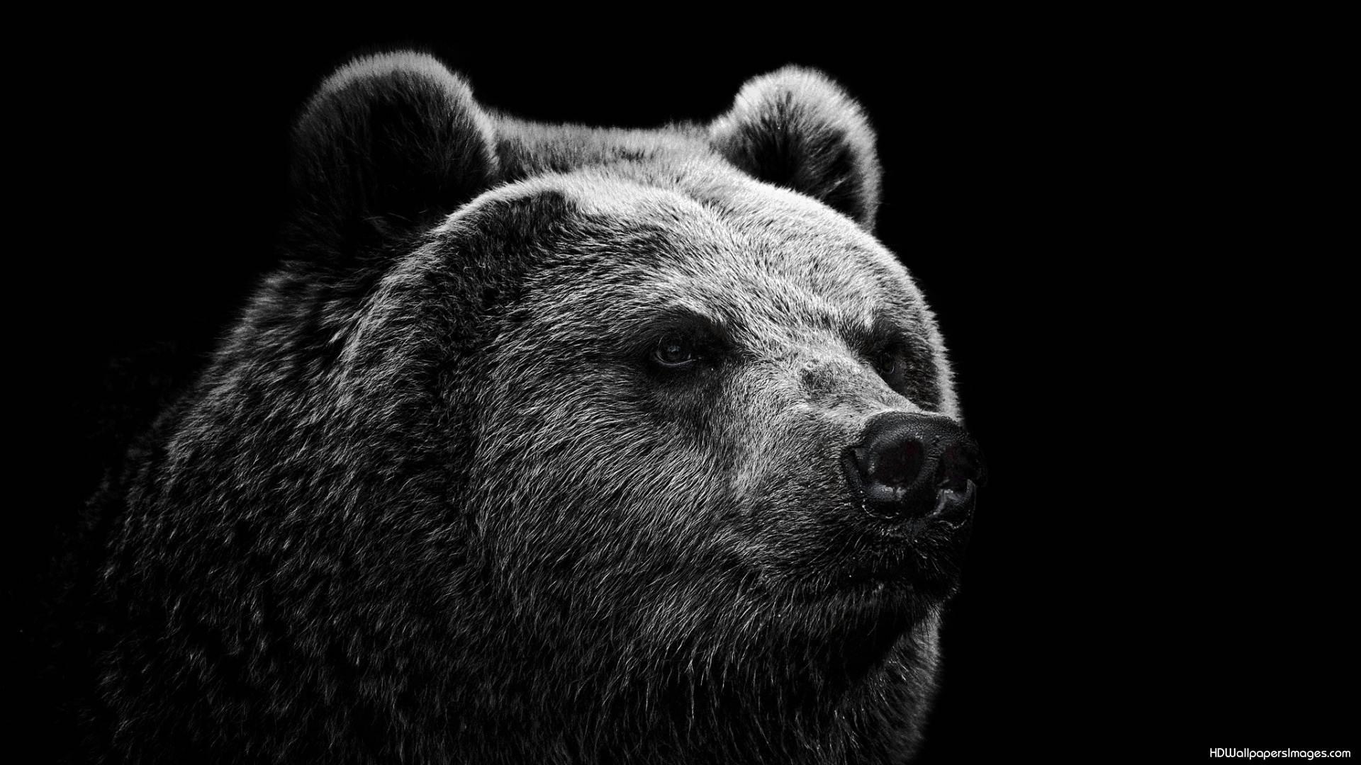 Wild Bear Wallpapers