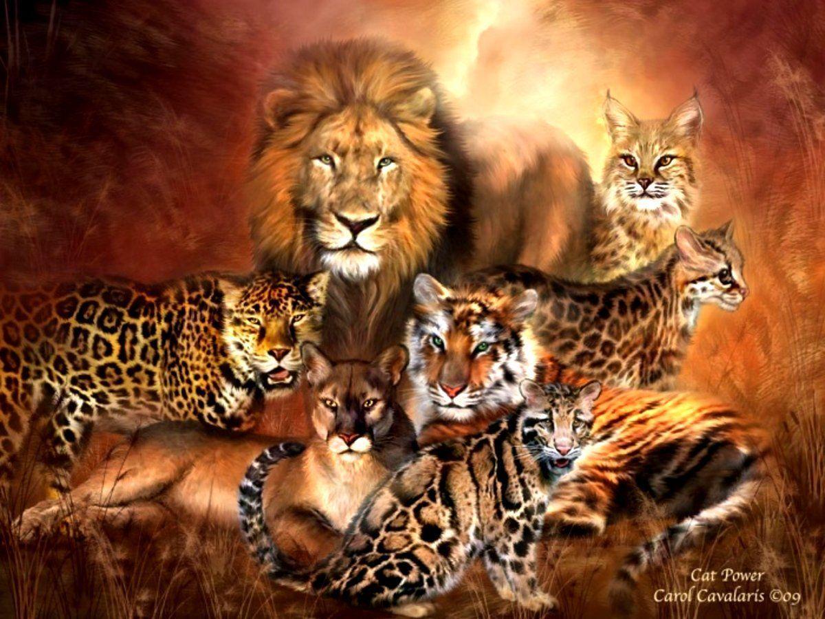 Wild Cats Wallpapers