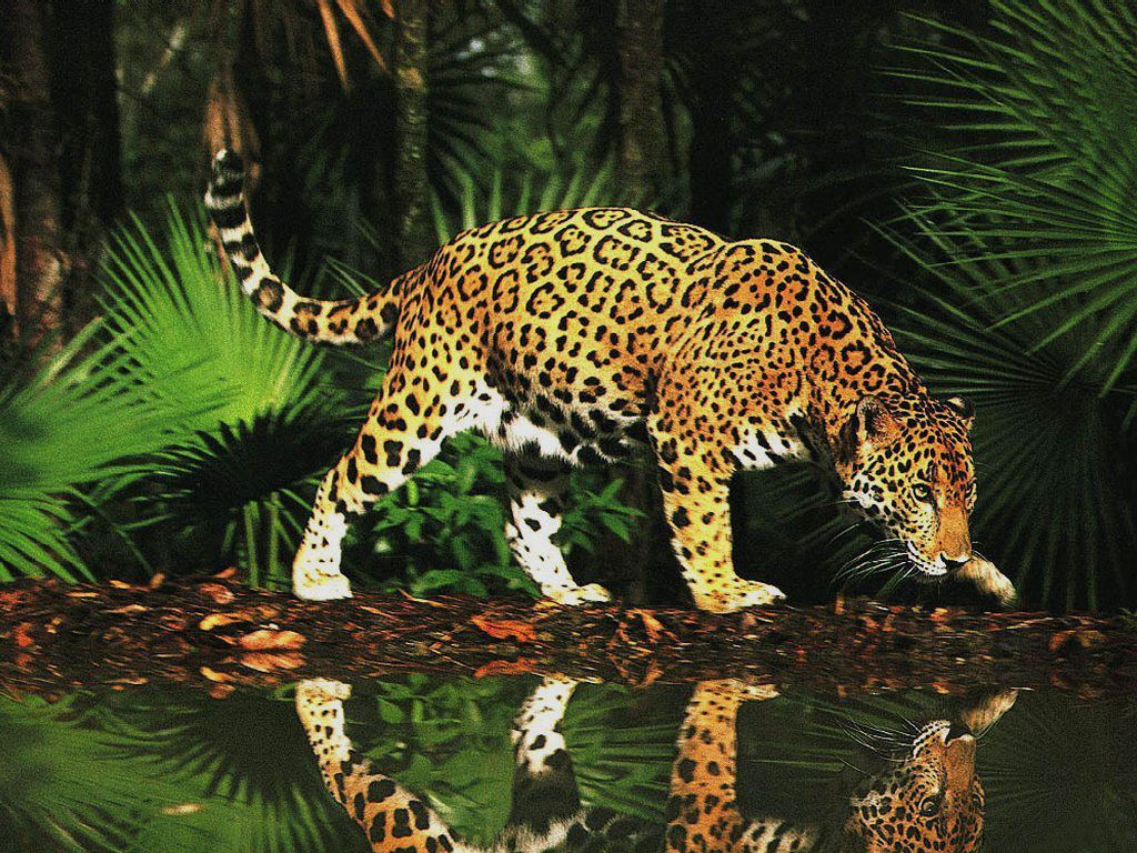 Wild Cats Wallpapers