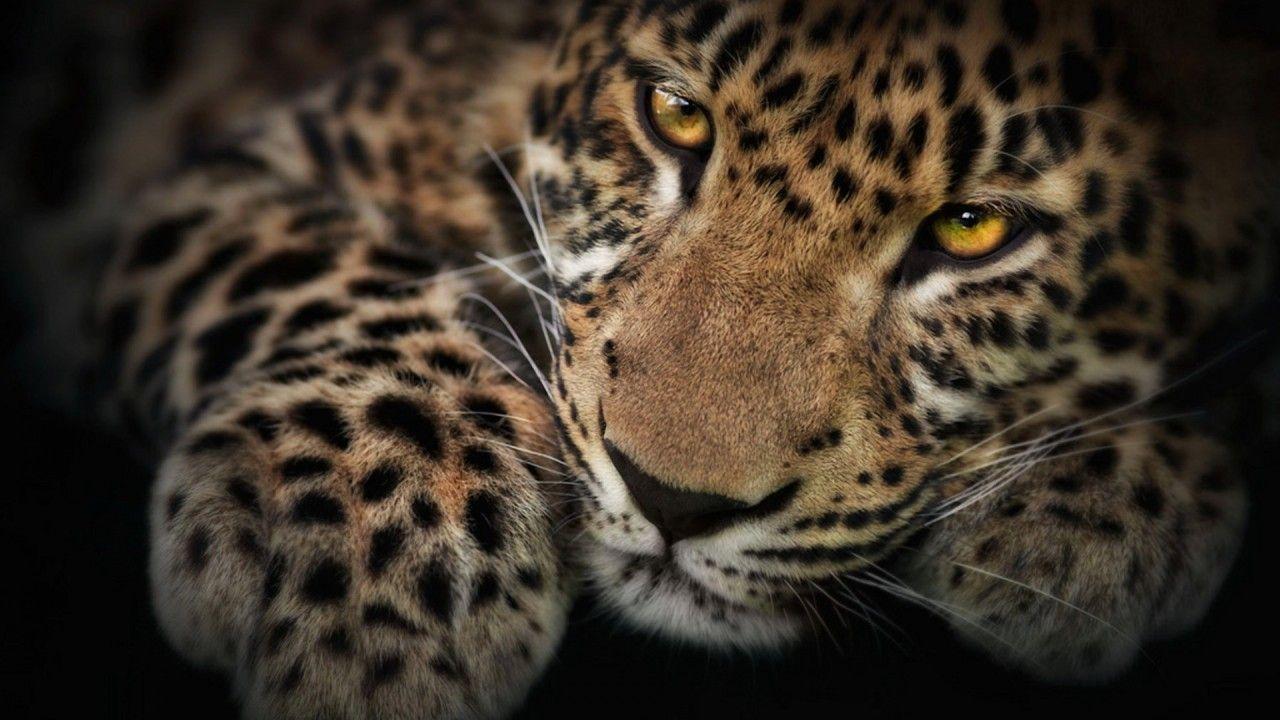 Wild Cats Wallpapers