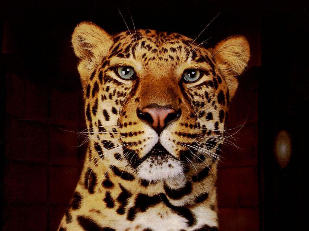 Wild Cats Wallpapers