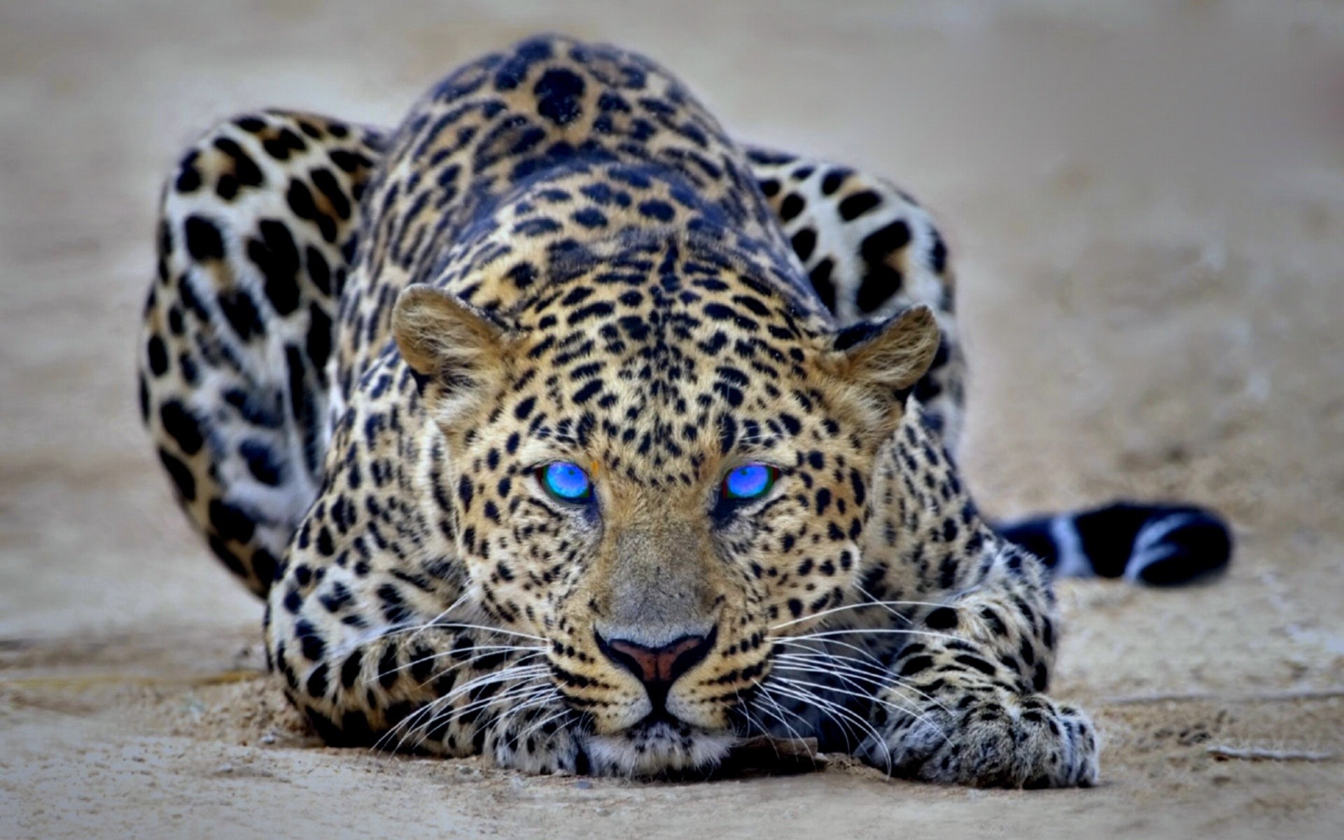 Wild Cats Wallpapers