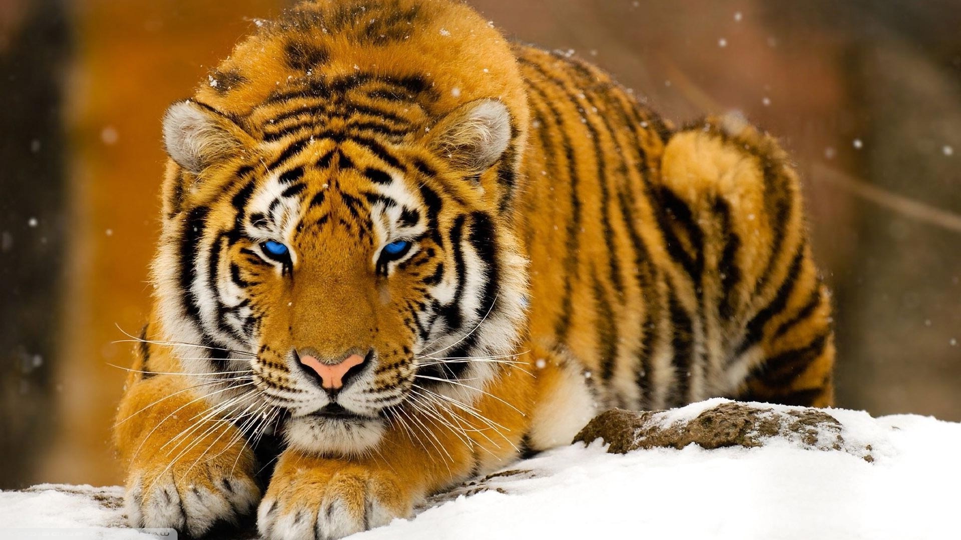 Wild Cats Wallpapers