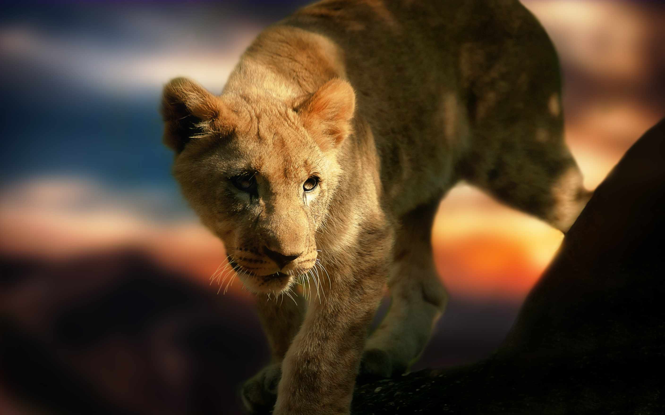 Wild Cats Wallpapers