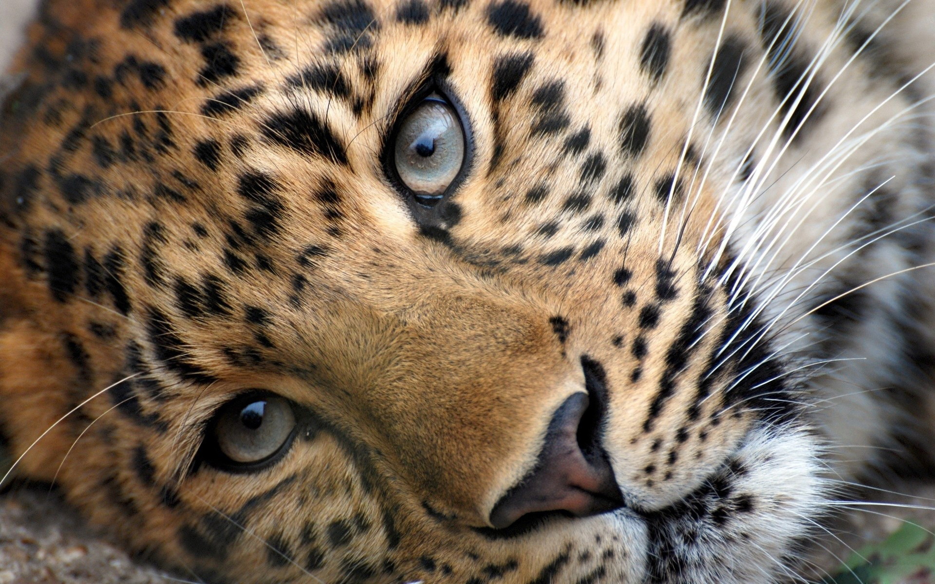 Wild Cats Wallpapers