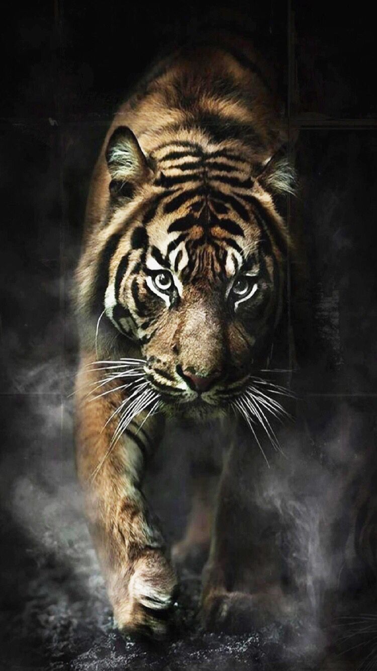 Wild Cats Wallpapers