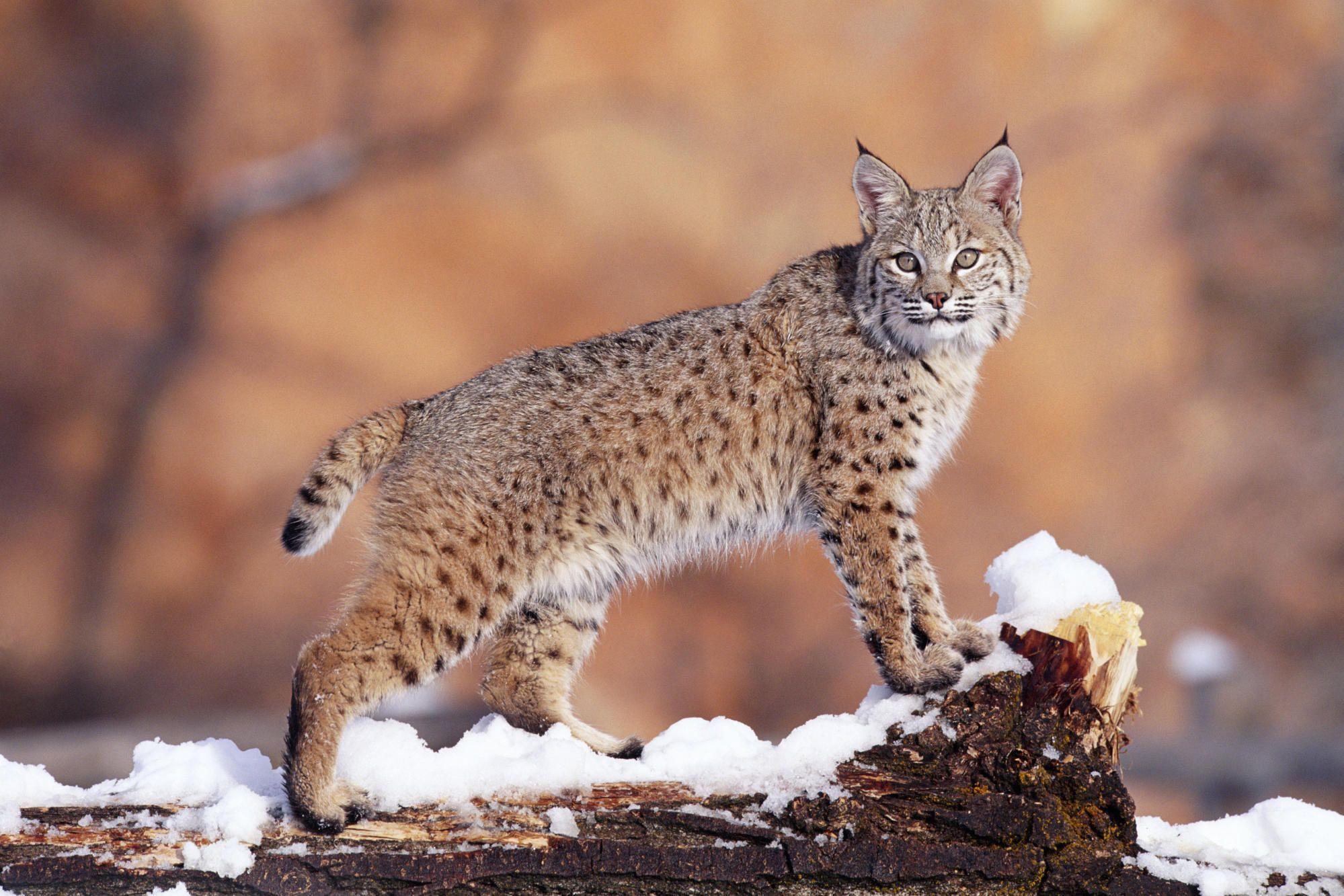 Wild Cats Wallpapers