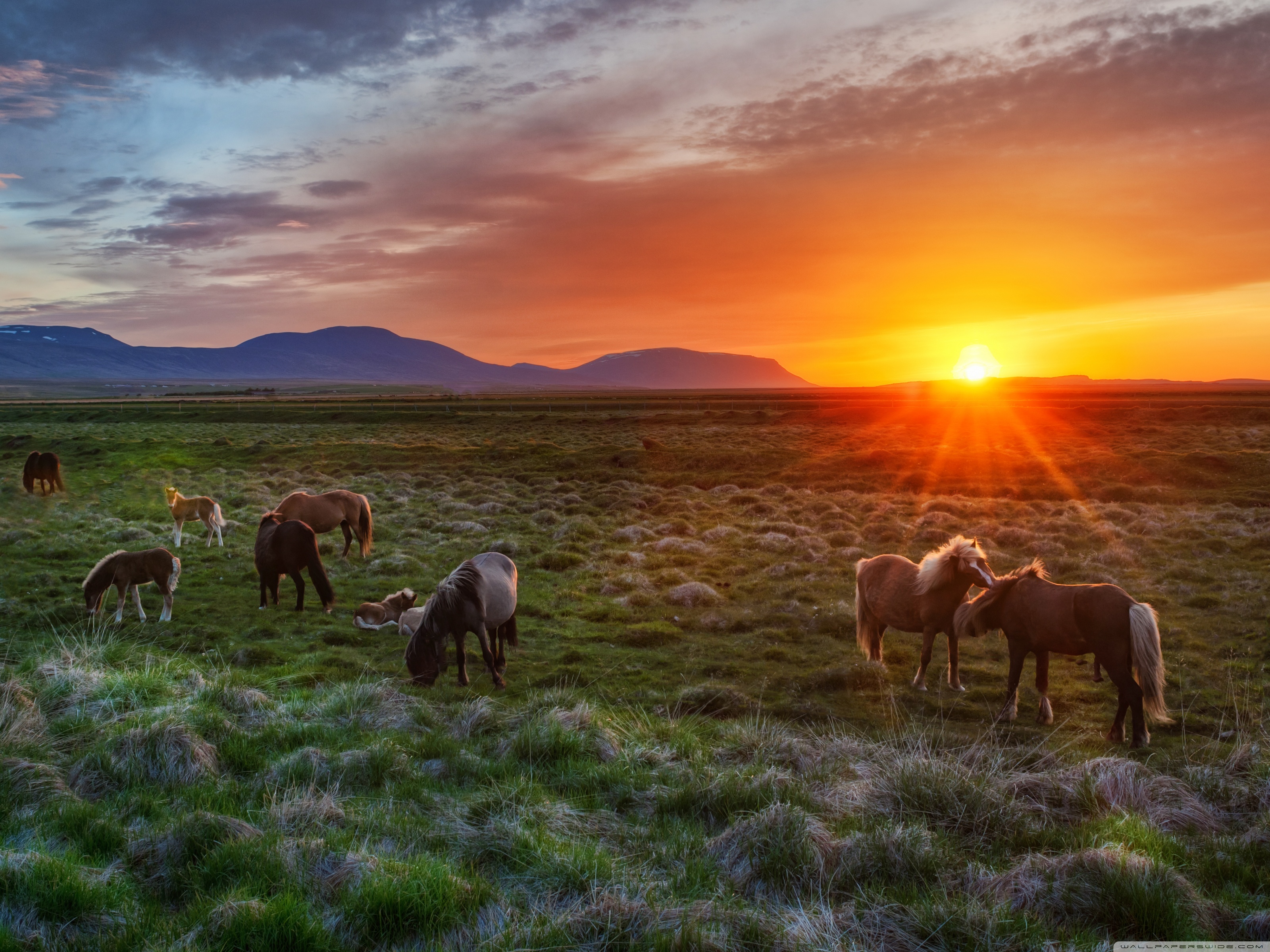 Wild Horses Wallpapers