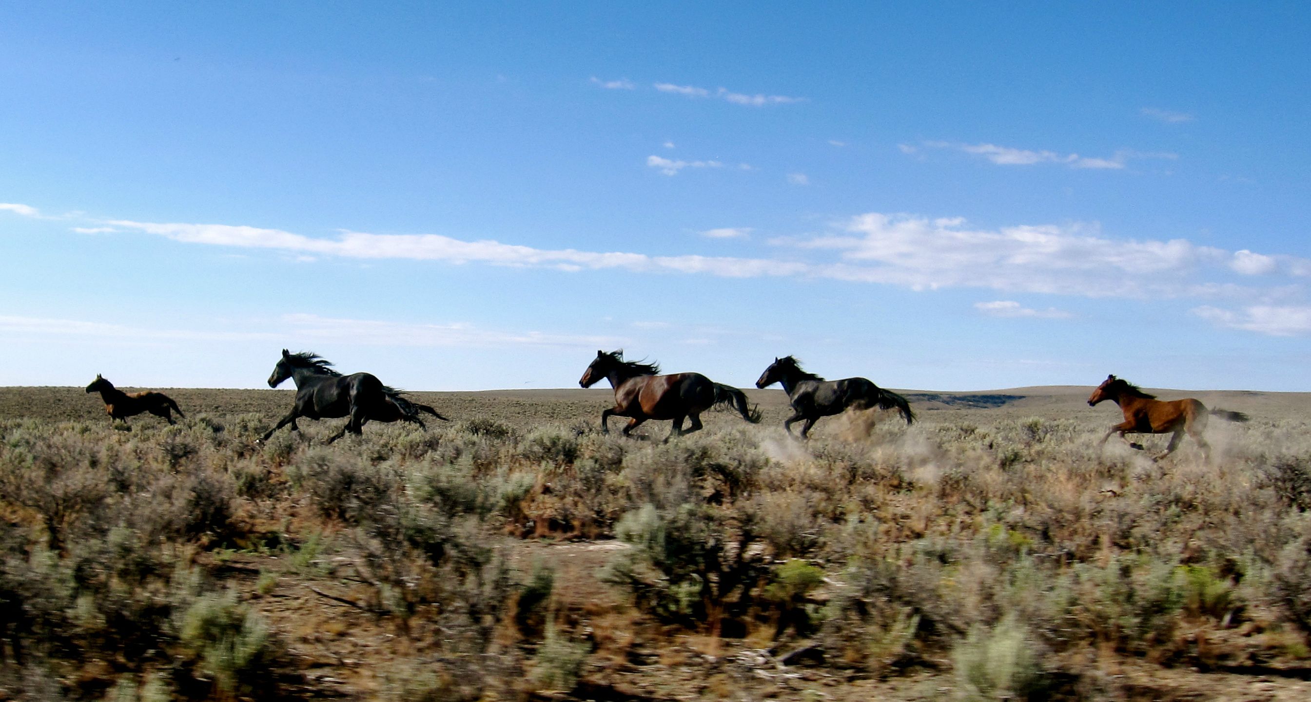 Wild Horses Wallpapers