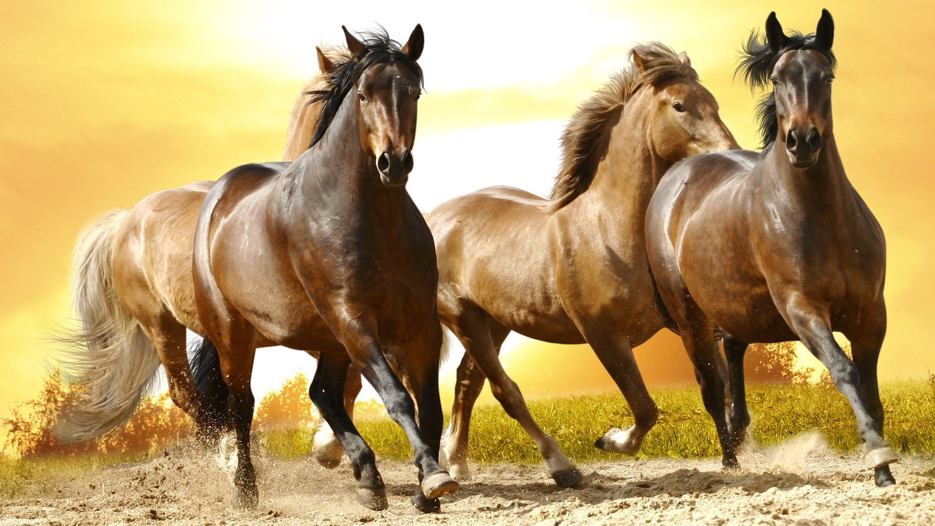 Wild Horses Wallpapers