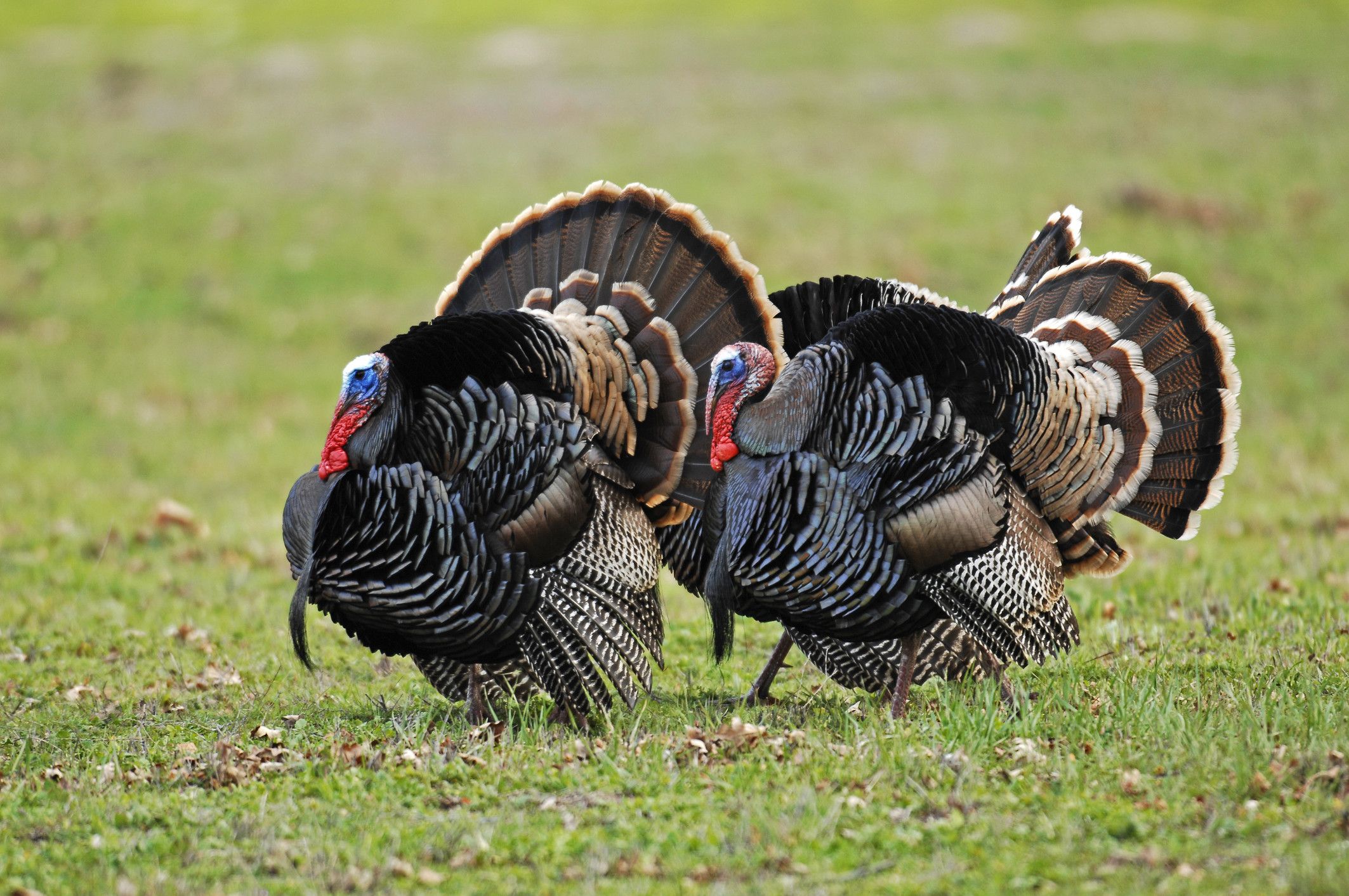 Wild Turkey Wallpapers