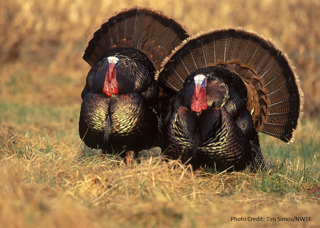 Wild Turkey Wallpapers