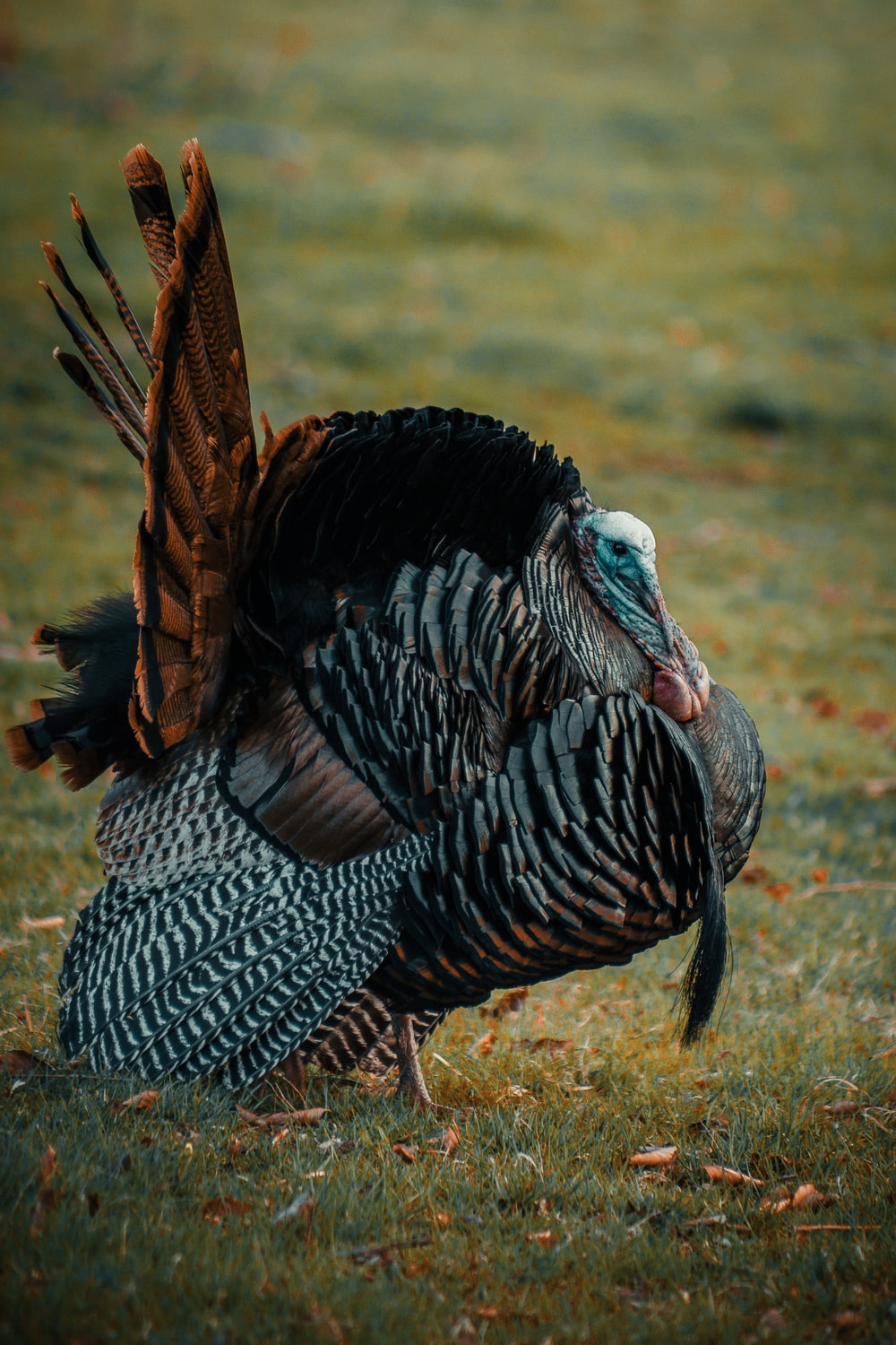 Wild Turkey Wallpapers