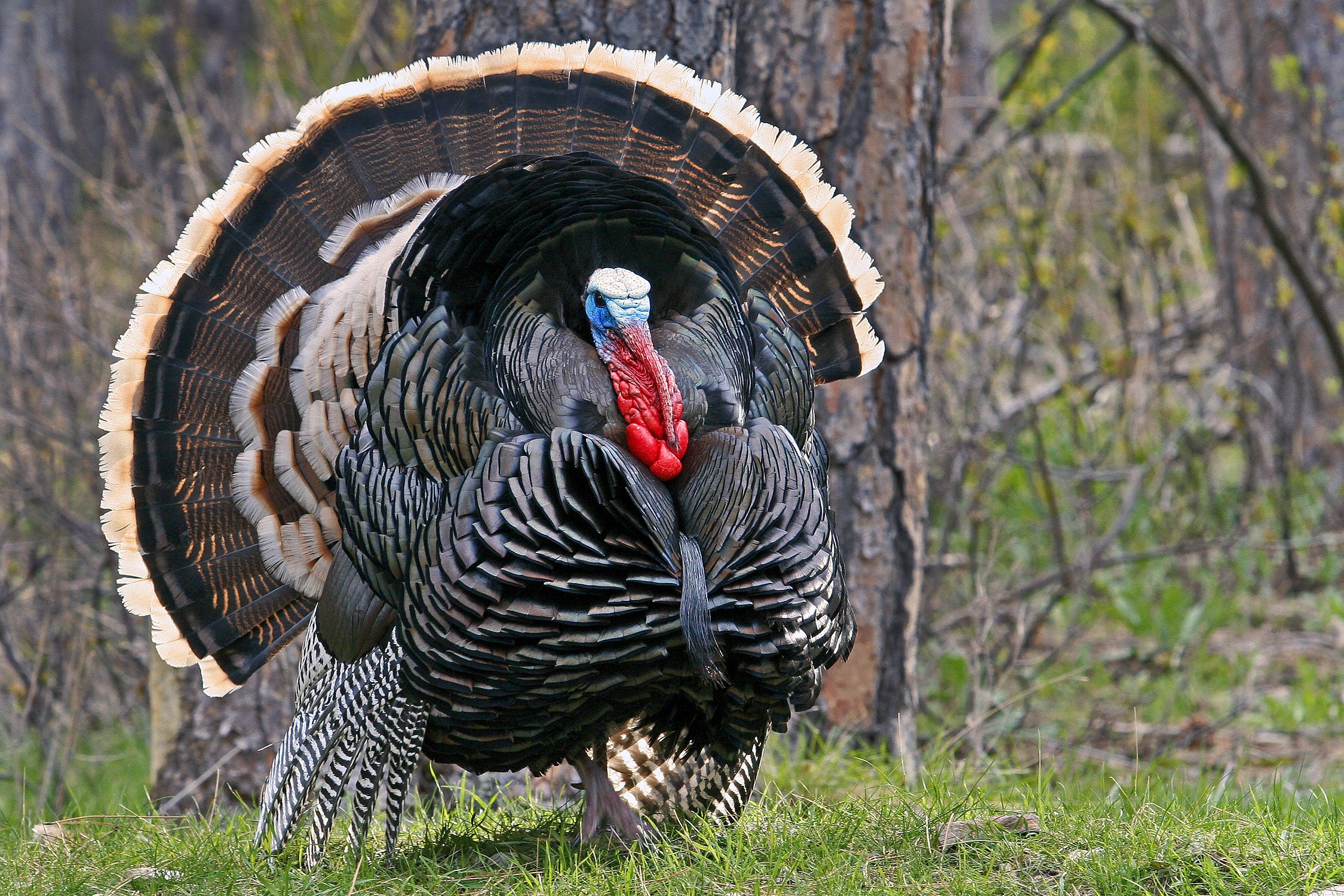 Wild Turkey Wallpapers