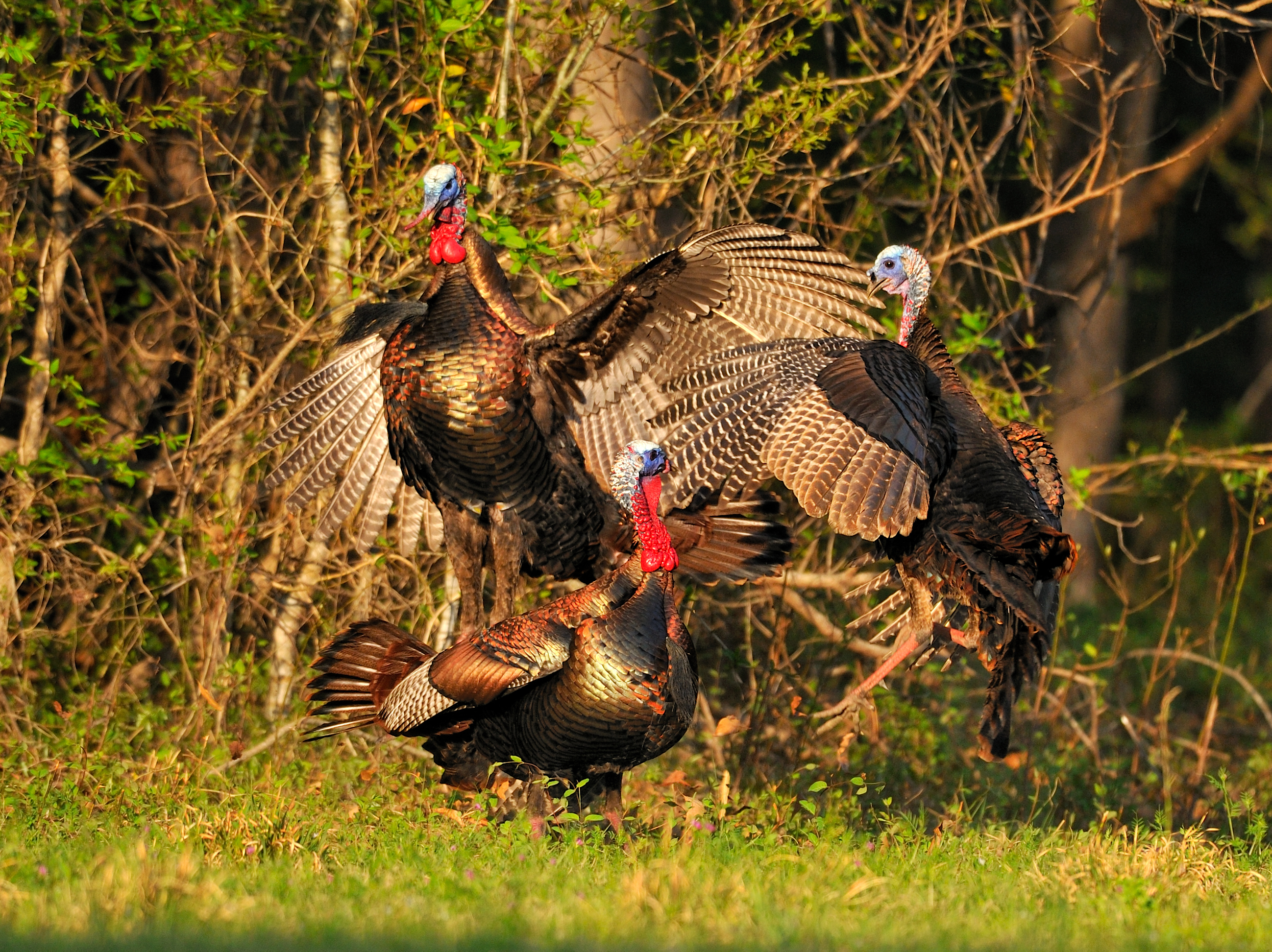 Wild Turkey Wallpapers