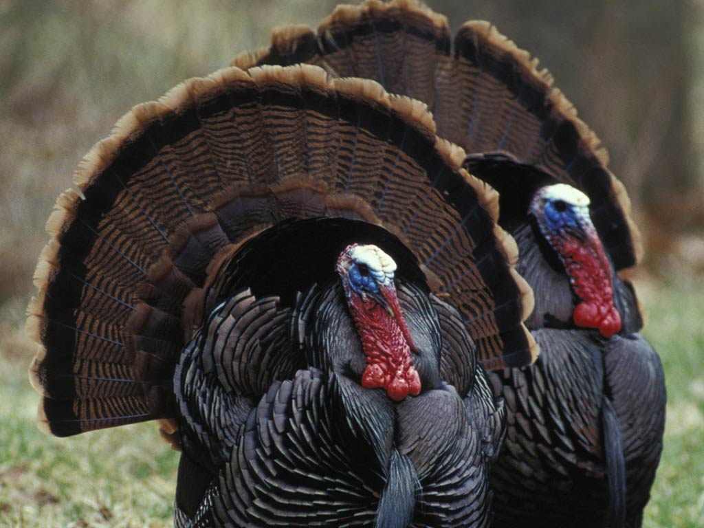 Wild Turkey Wallpapers