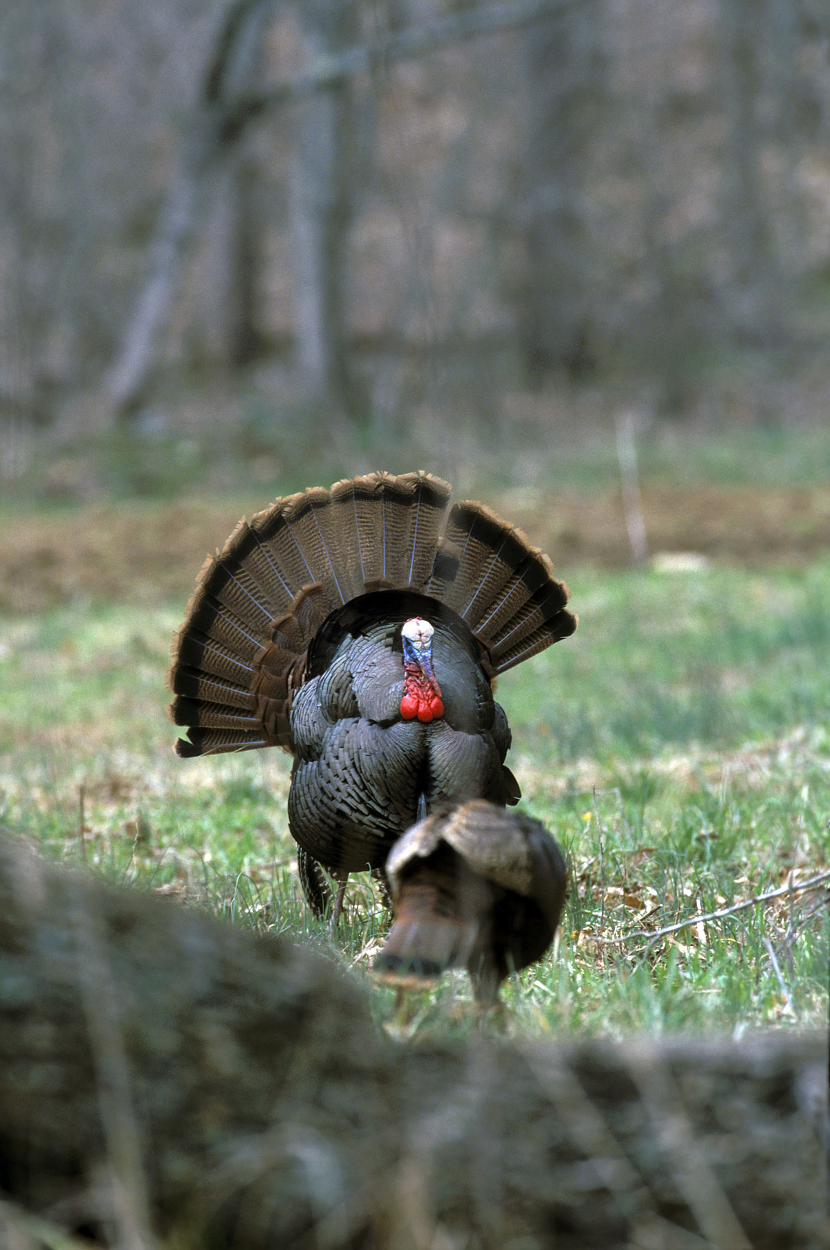 Wild Turkey Wallpapers