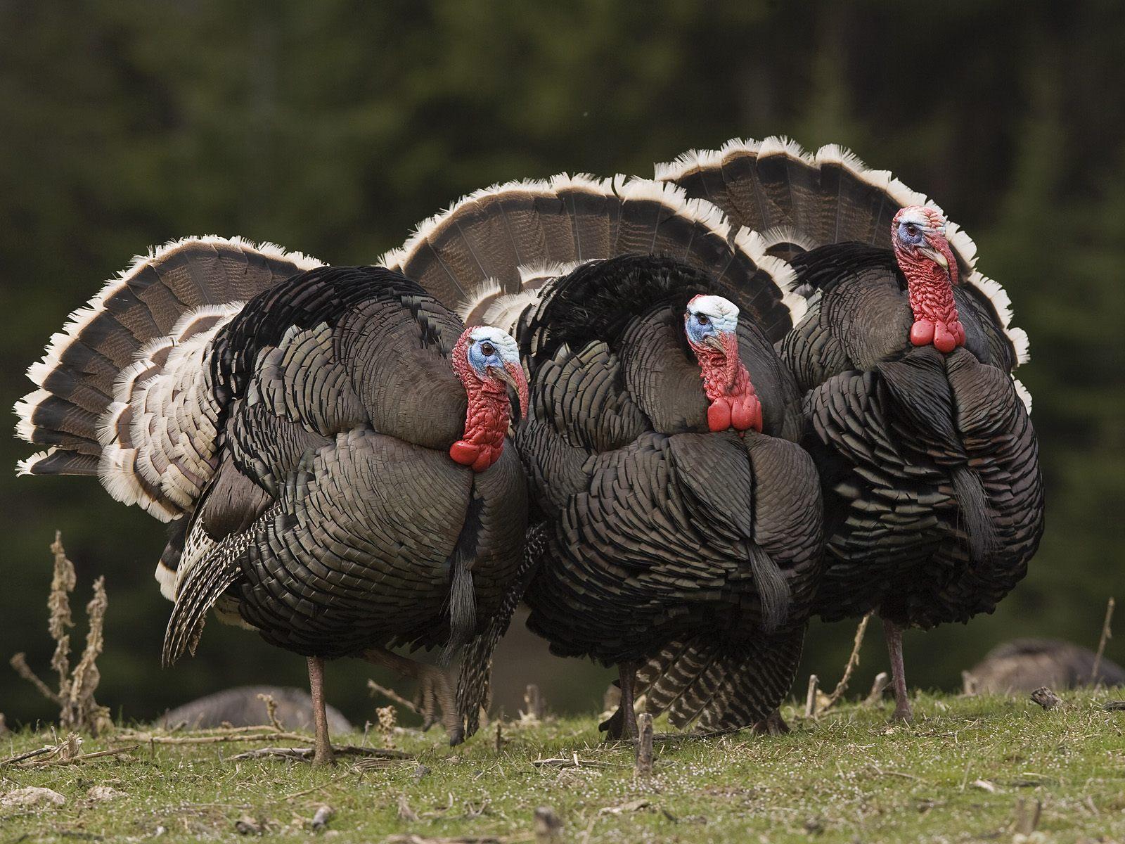 Wild Turkey Wallpapers