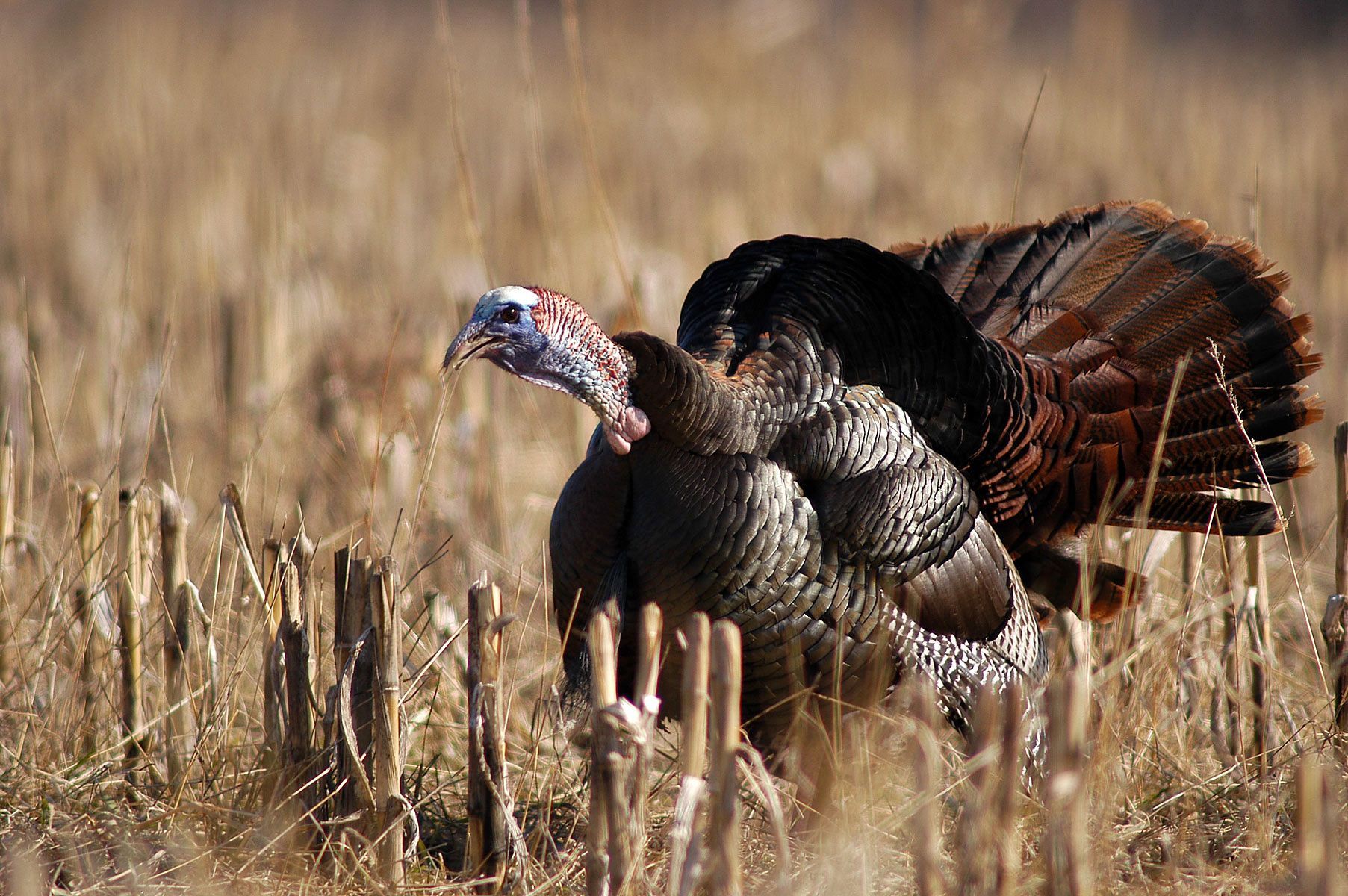 Wild Turkey Wallpapers